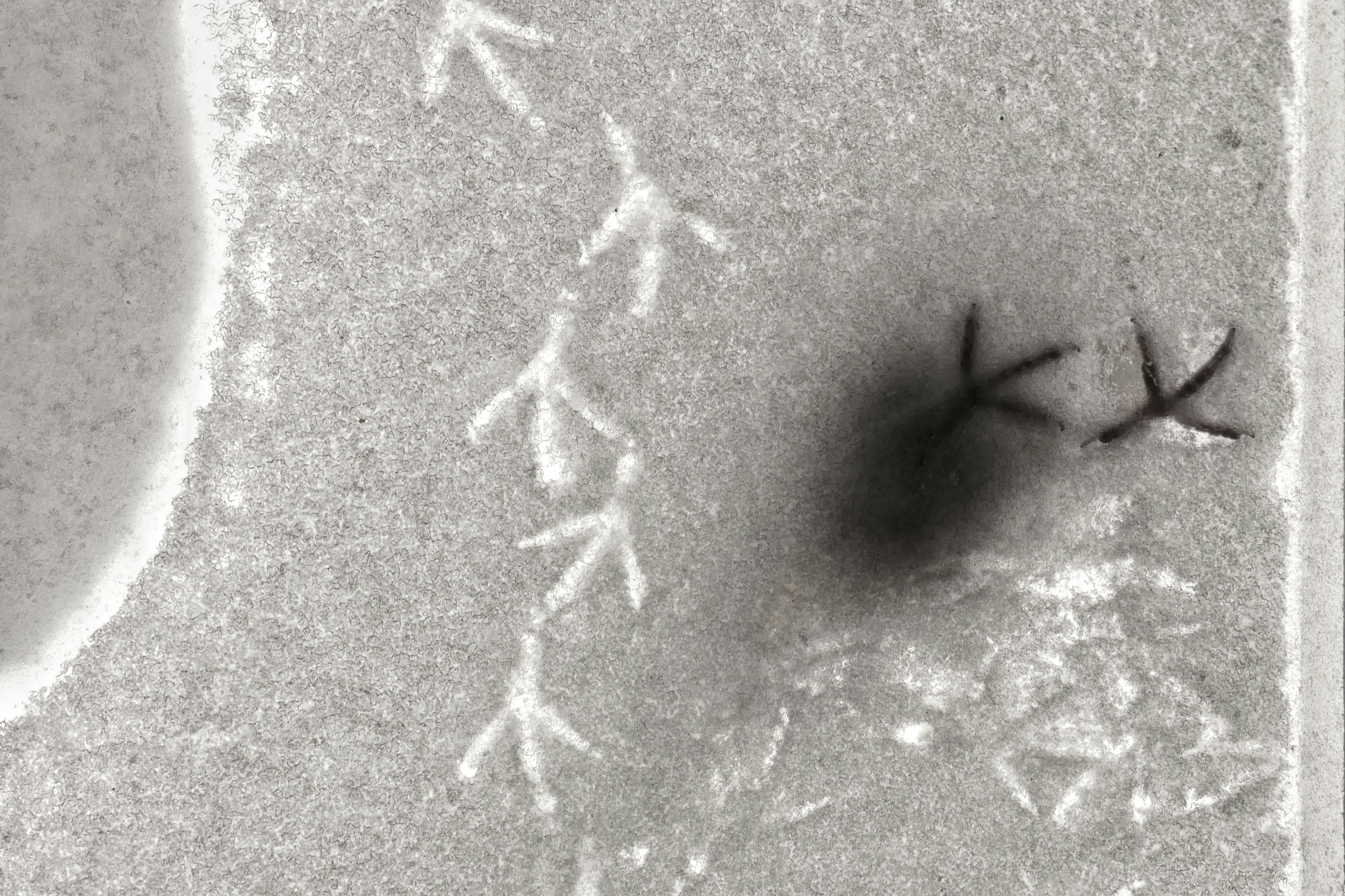 Modelado de Grafos no Supervisado para la Detección de Anomalías en Relaciones de Sujetos Contables