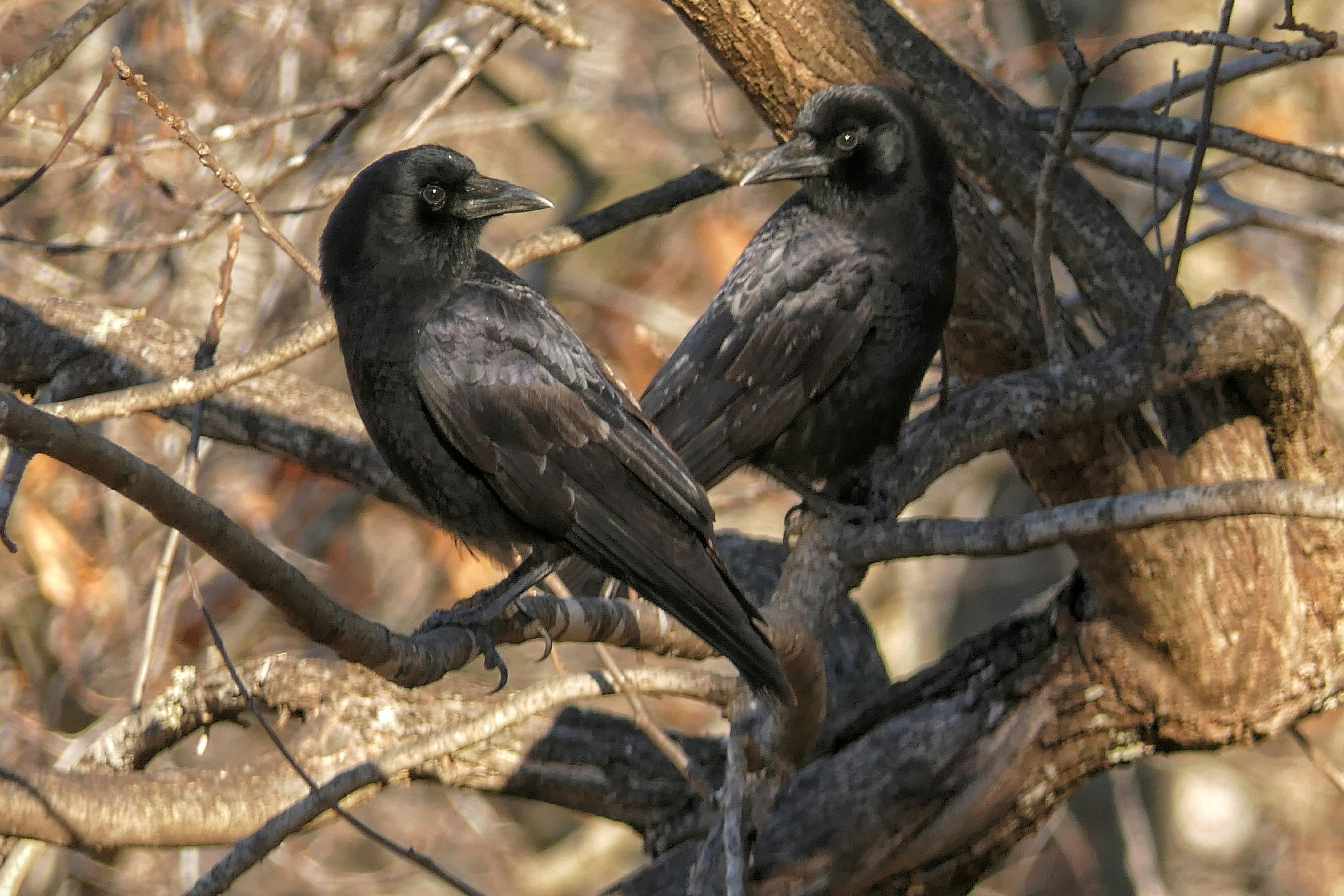 Zwei schwarze Krähen saßen auf einem kahlen Ast