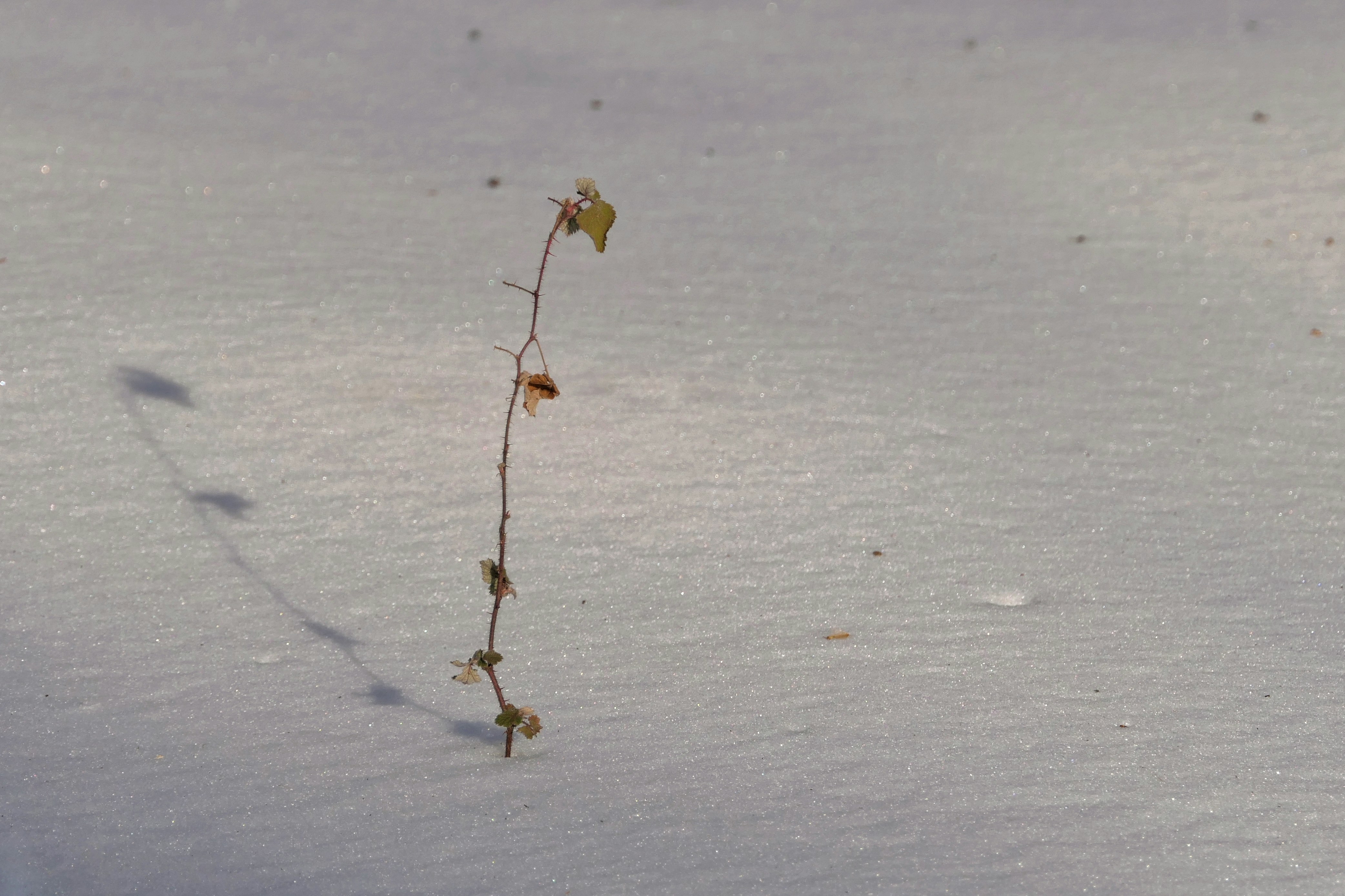 Ein einzelner trockener Pflanzenstängel steht im Schnee.