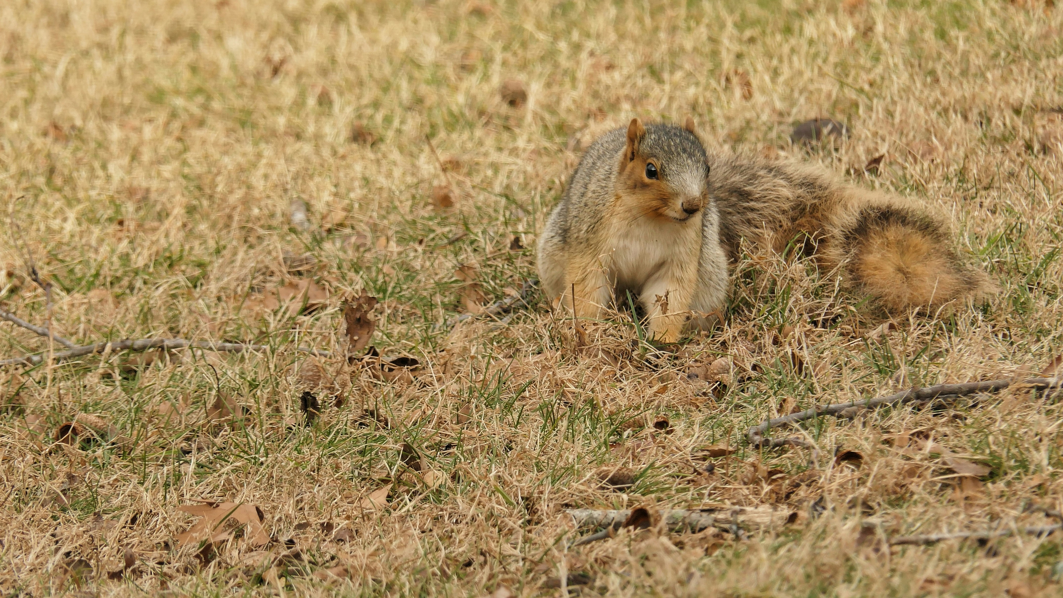 Ein Eichhörnchen läuft auf trockenem Gras