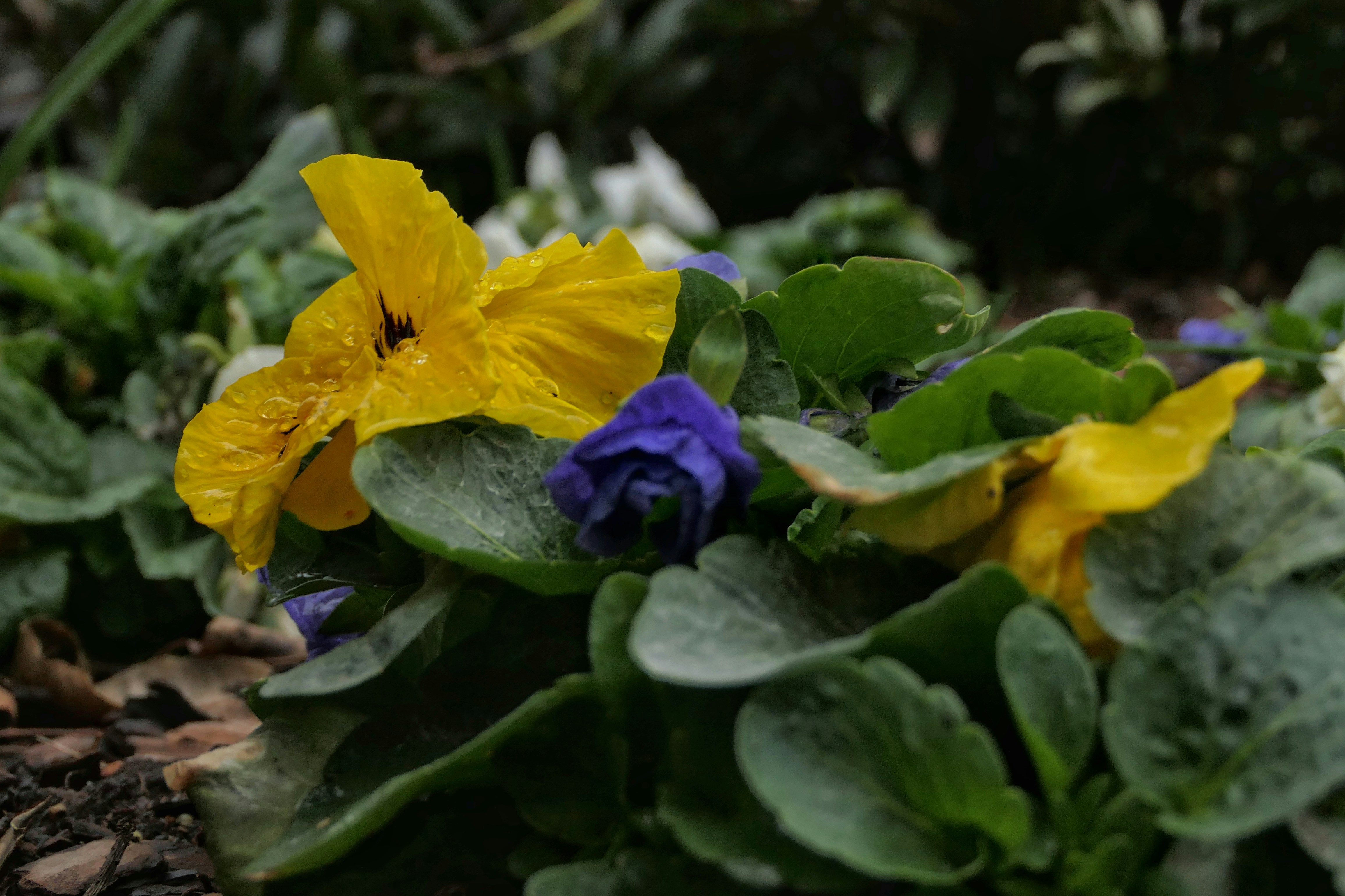 Gelbe und violette Stiefmütterchen mit Wassertropfen auf den Blättern.