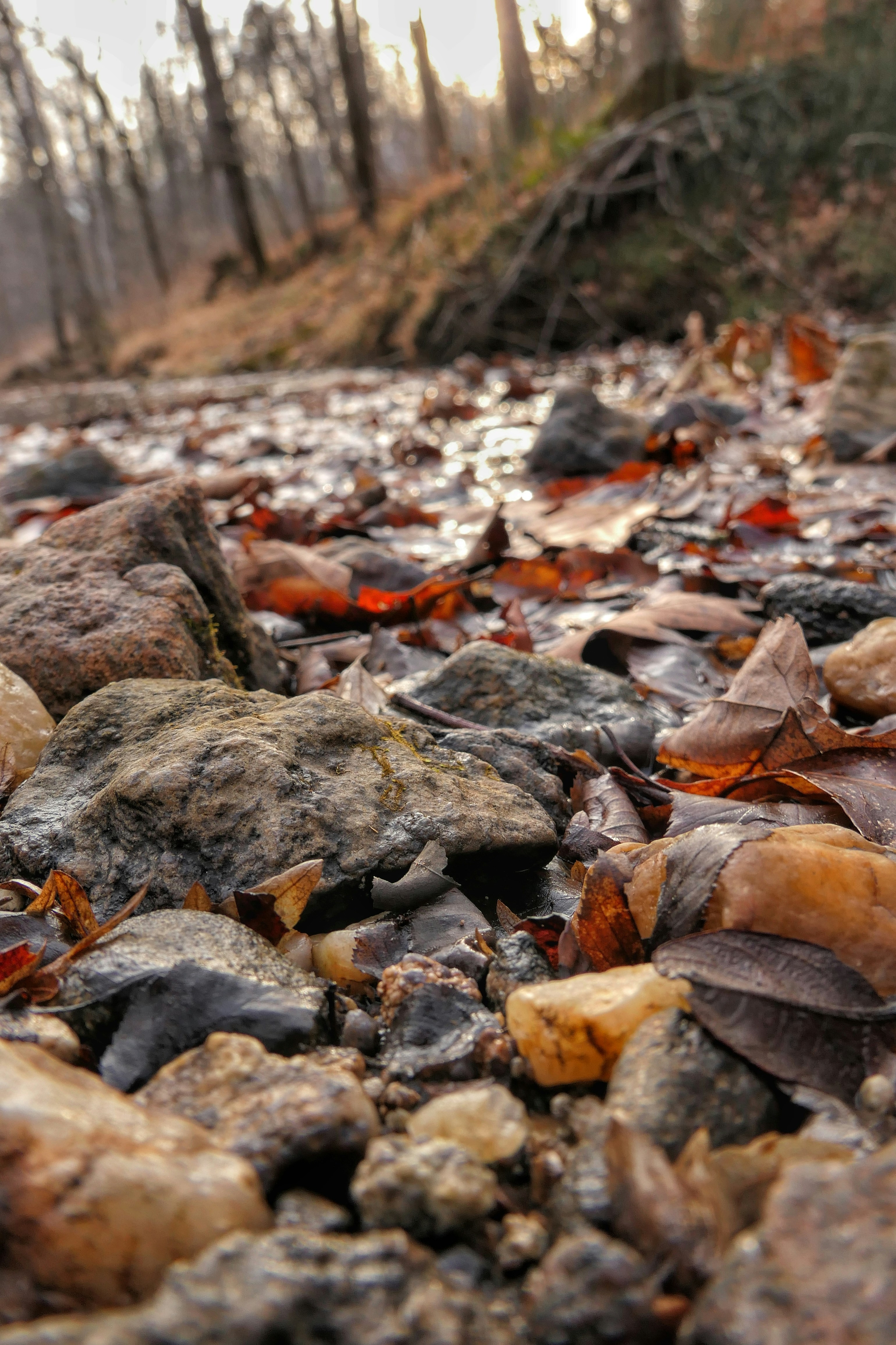 Herbstblätter und Steine an einem Bach