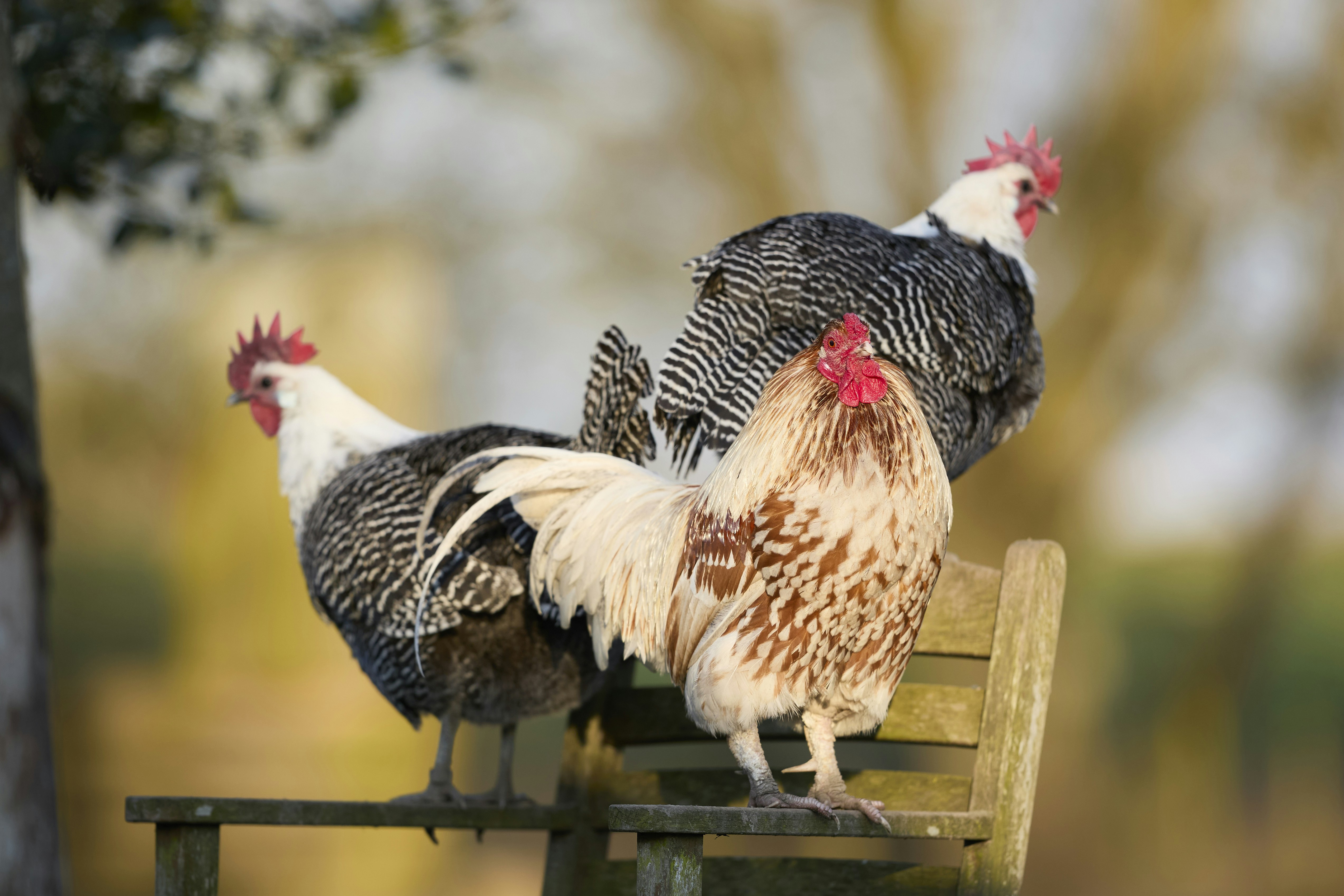 Photo by erwinbosman