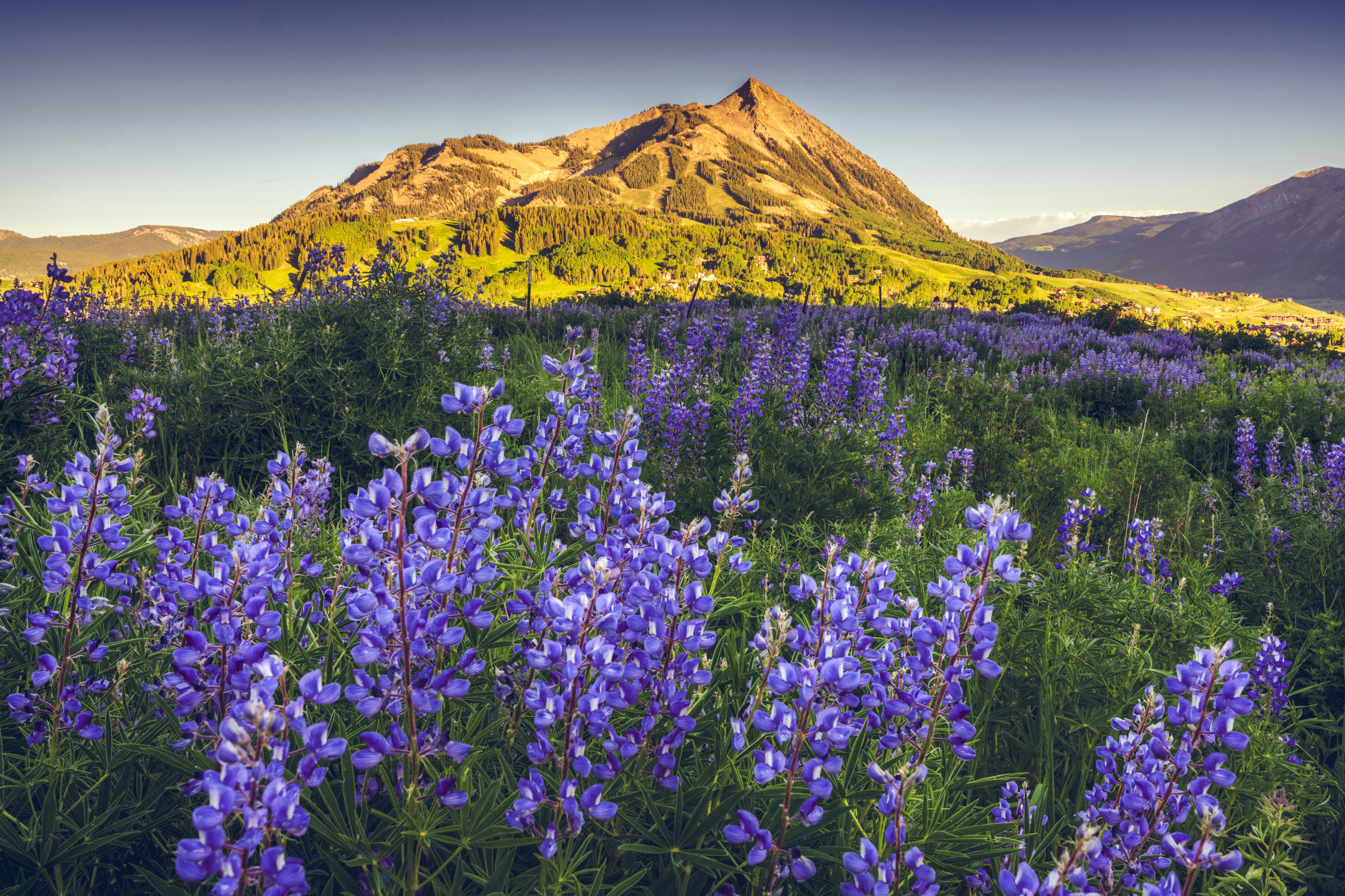 Spring wildflowers in a mountain meadow in the USA