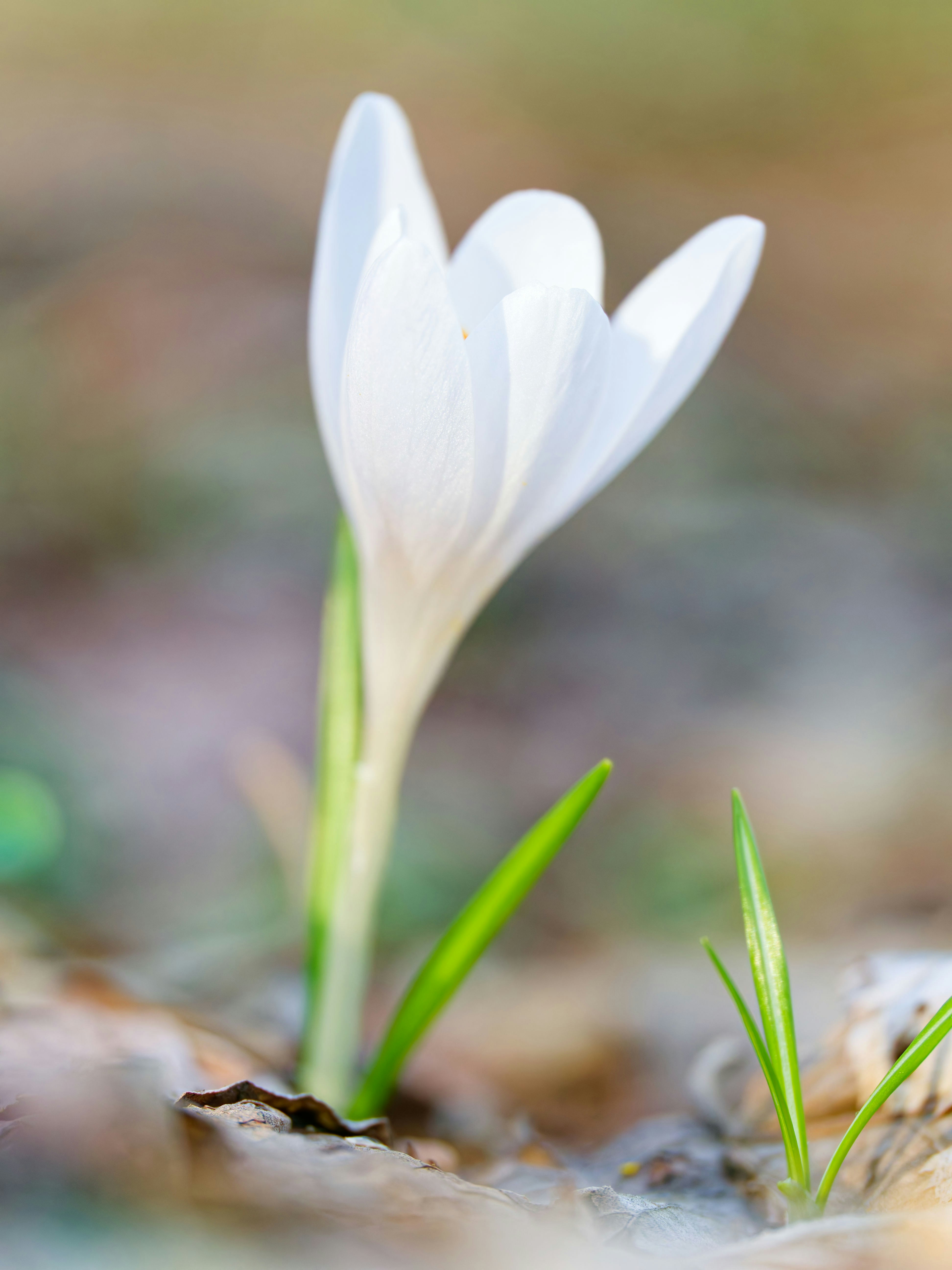 Photo by illes_cristi