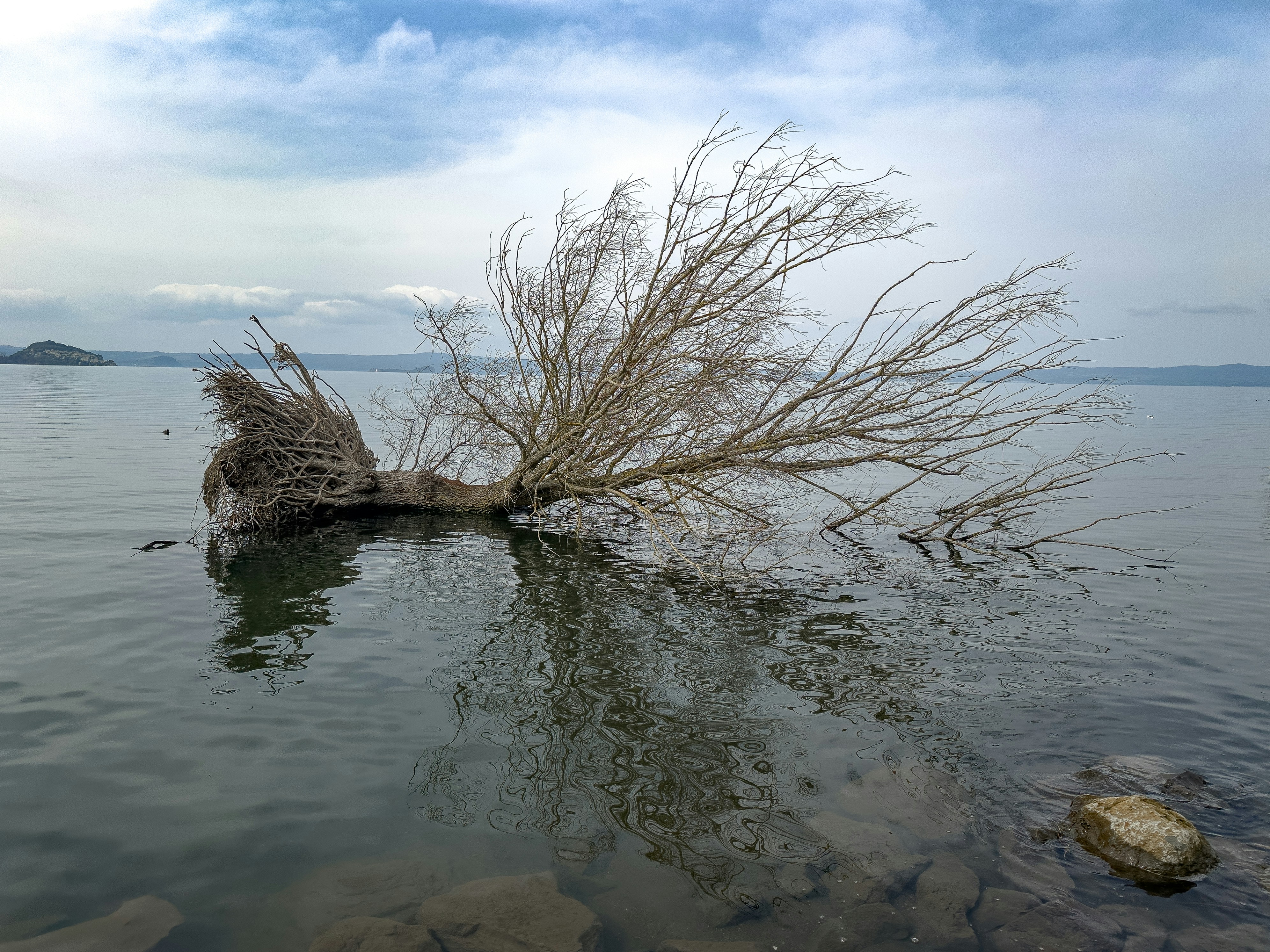 A fallen tree lies partially submerged in calm water.
