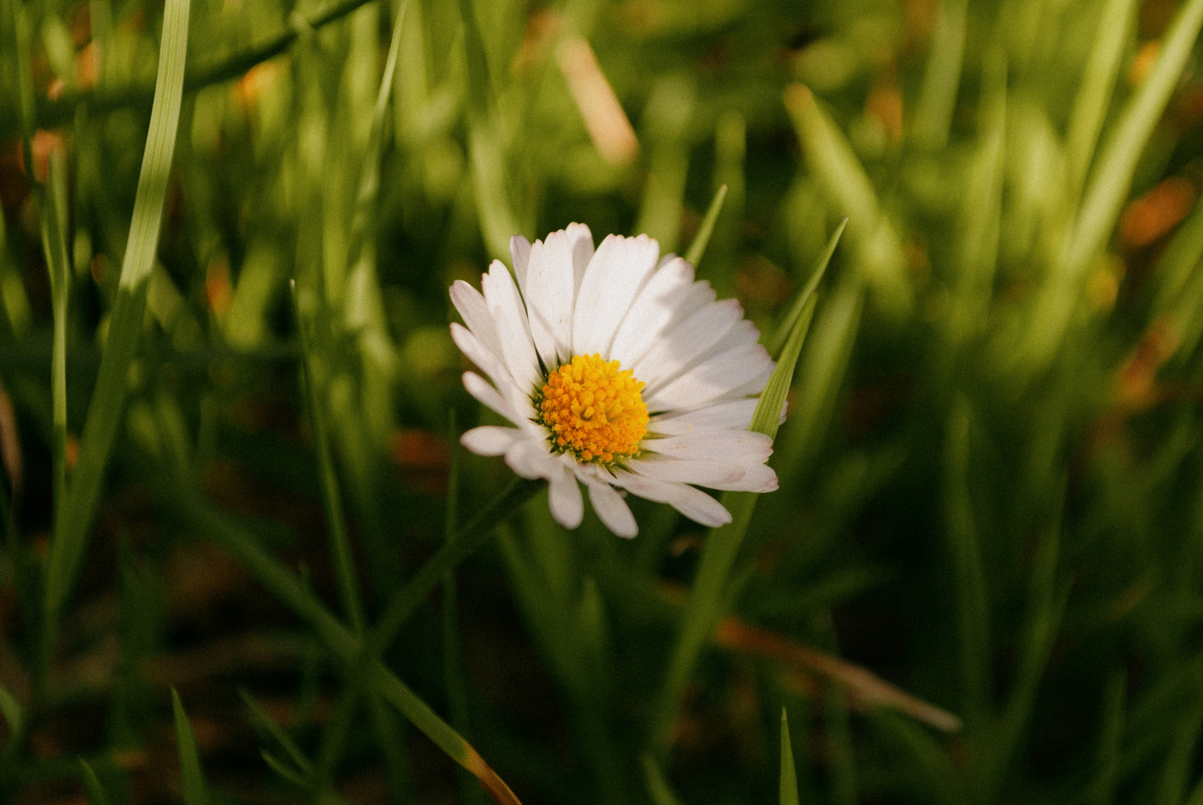 Photo by filipsteficar