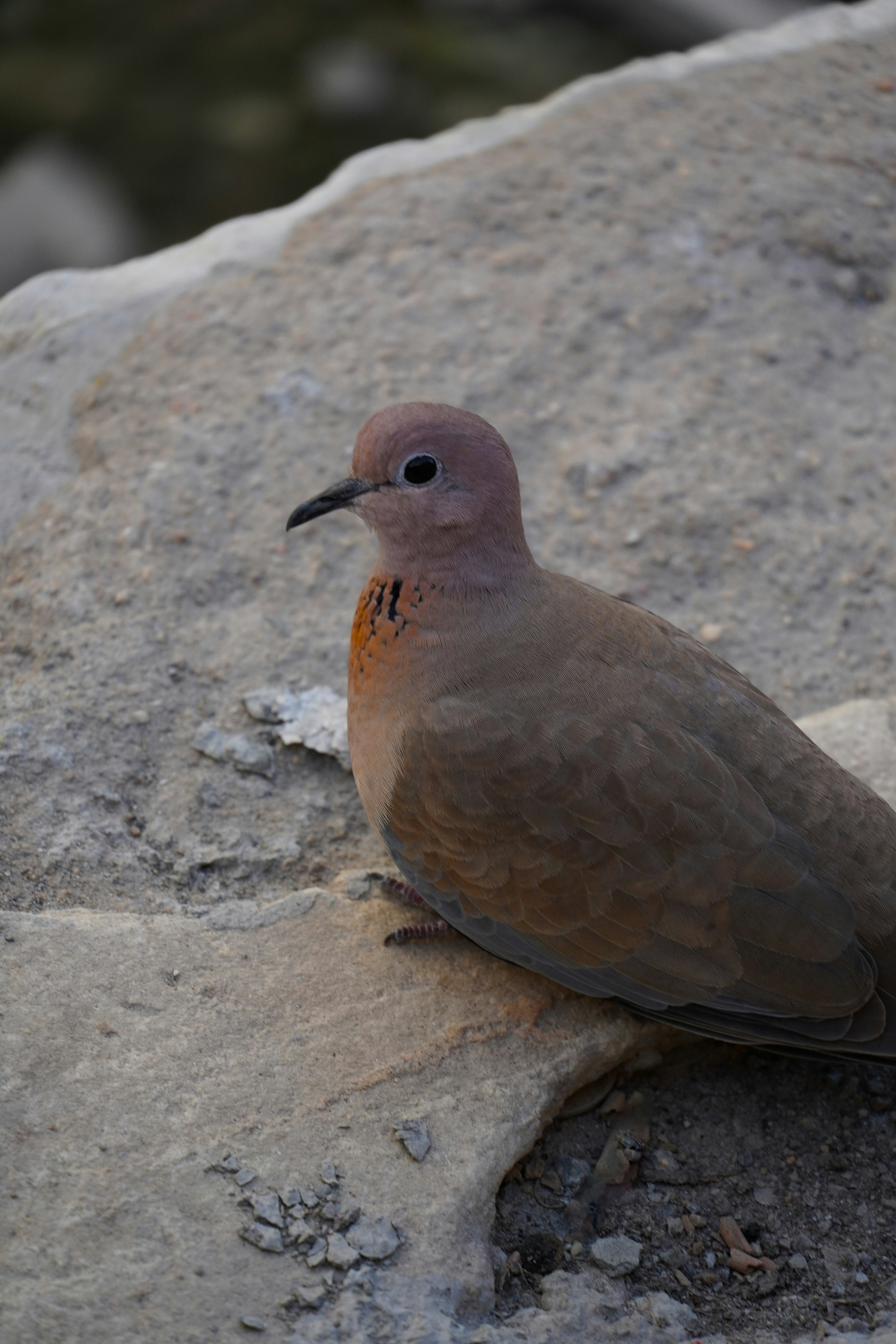 A dove rests on a large rock.