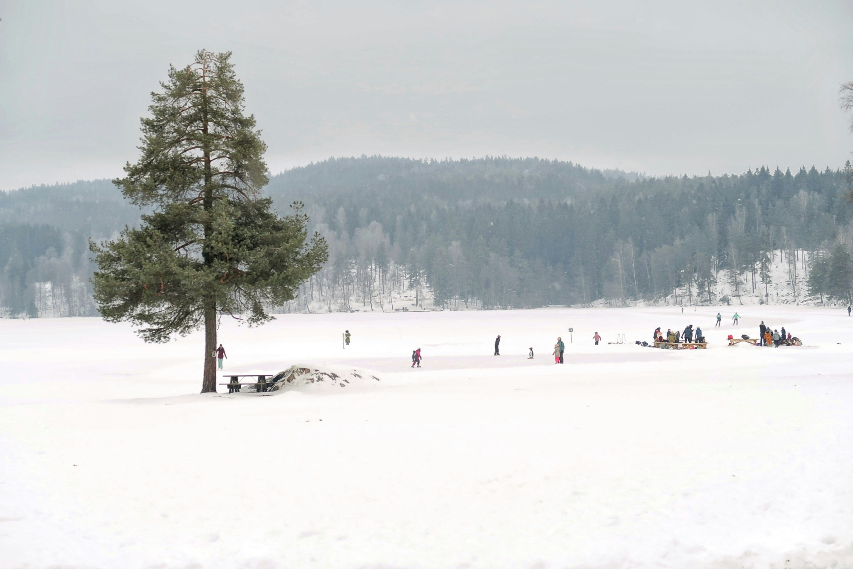 People ice skating on a frozen lake with trees.