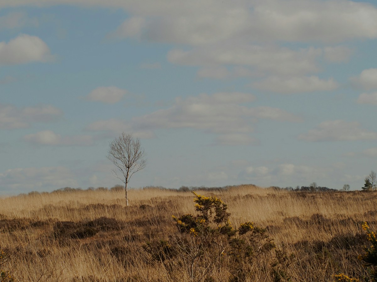 photo by E Vos (@ecvirl) on unsplash