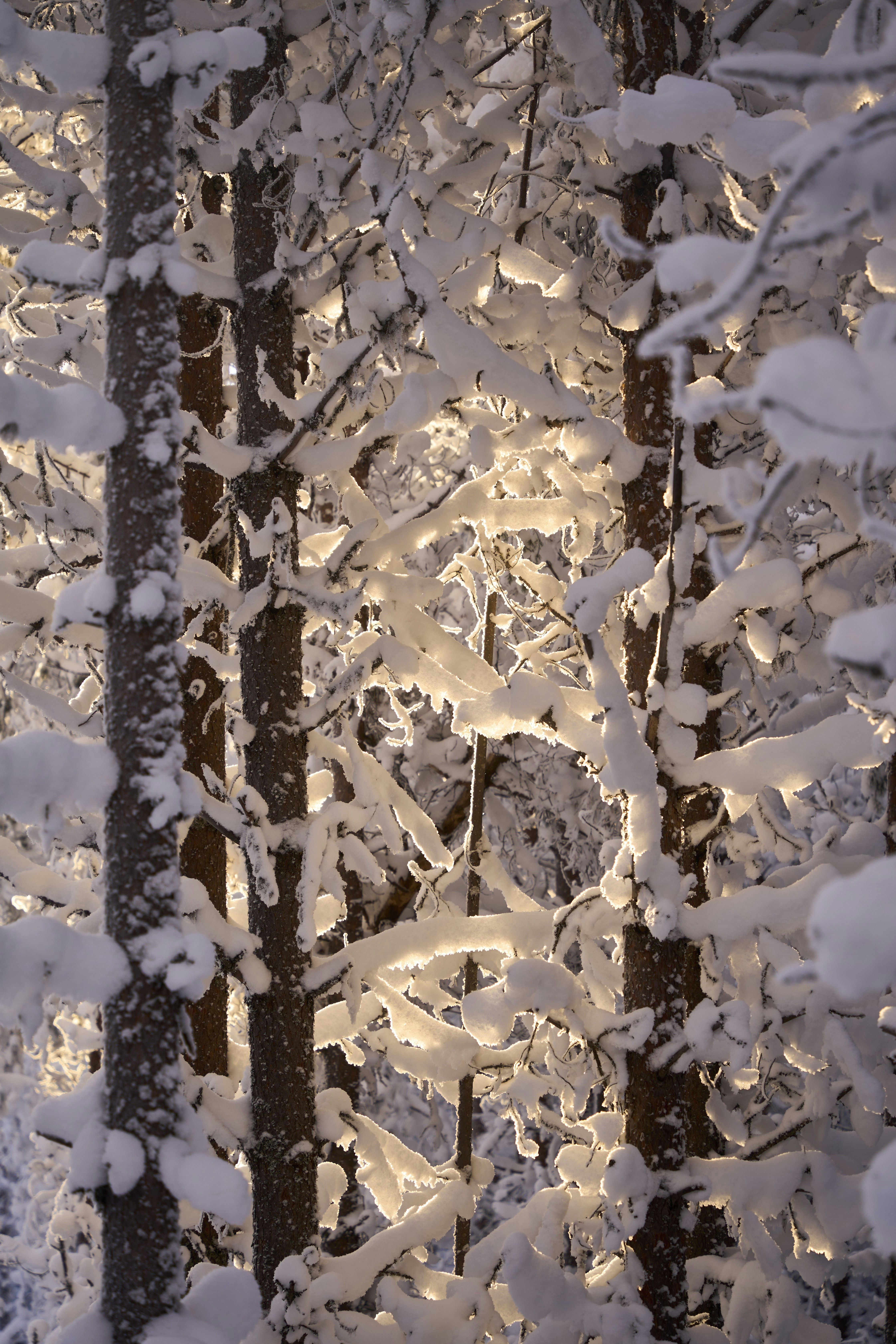 La luz del sol se filtra entre los árboles cubiertos de nieve en un bosque.