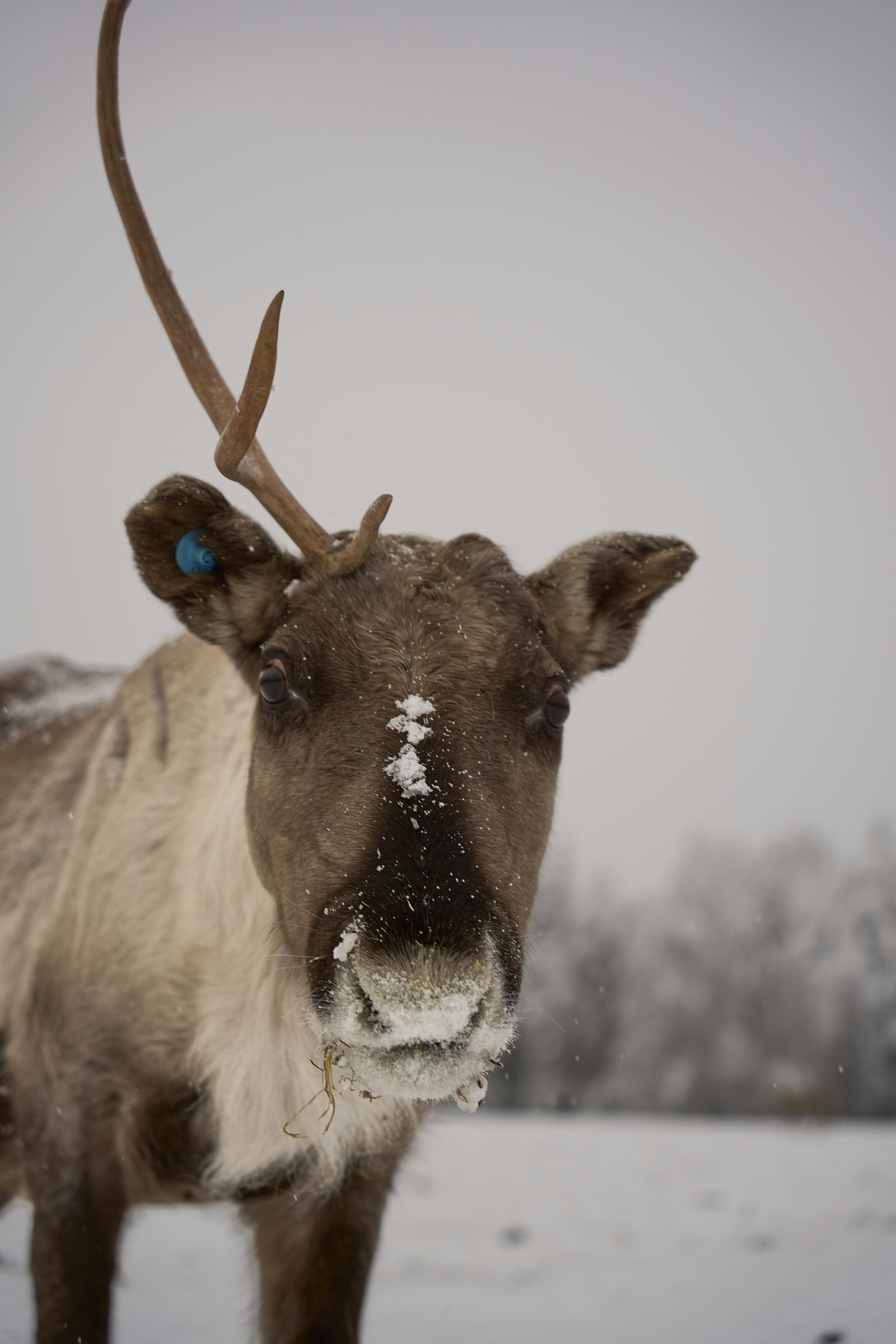 Photo by wolfgang_hasselmann