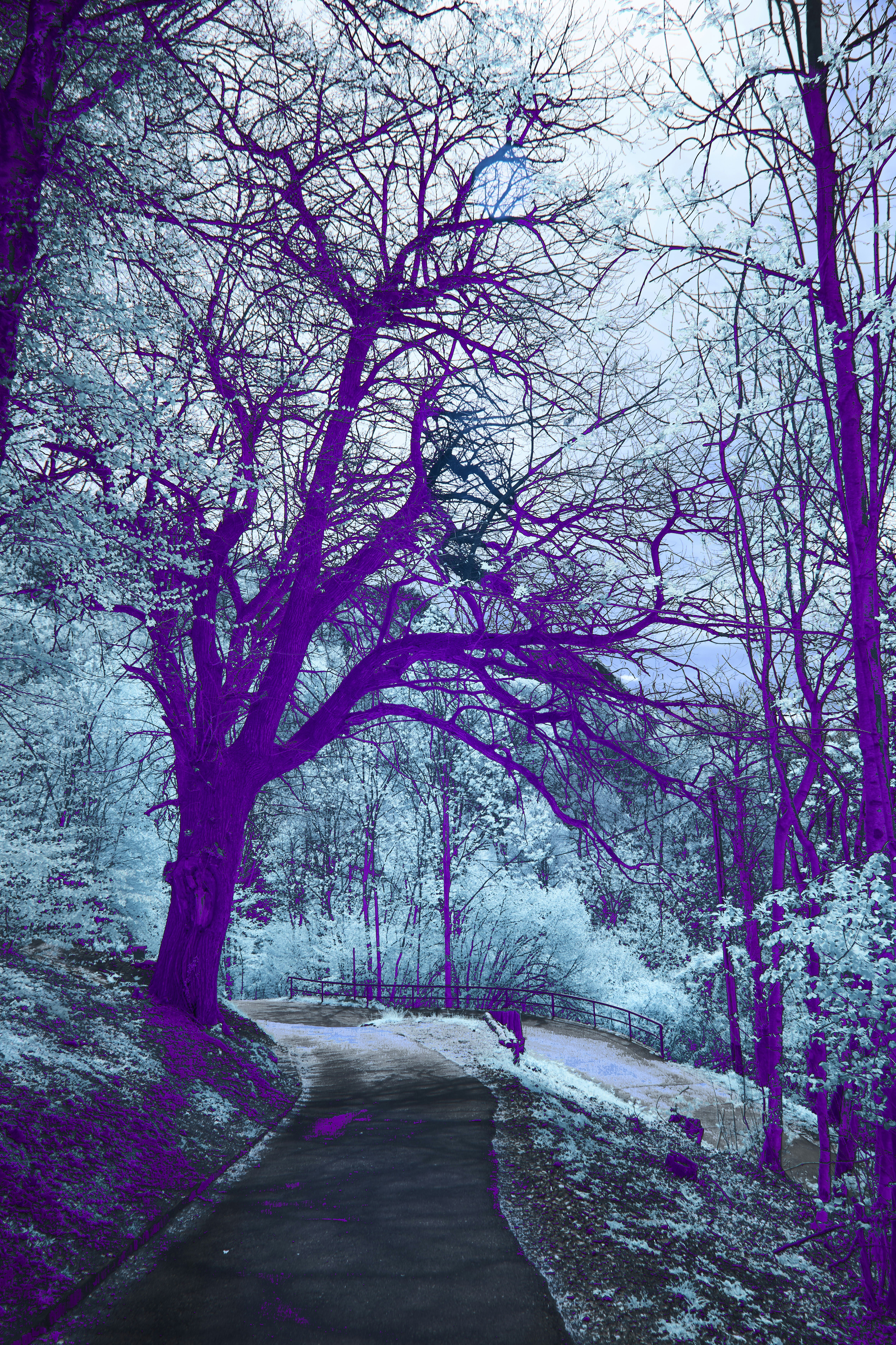 Photo by wolfgang_hasselmann