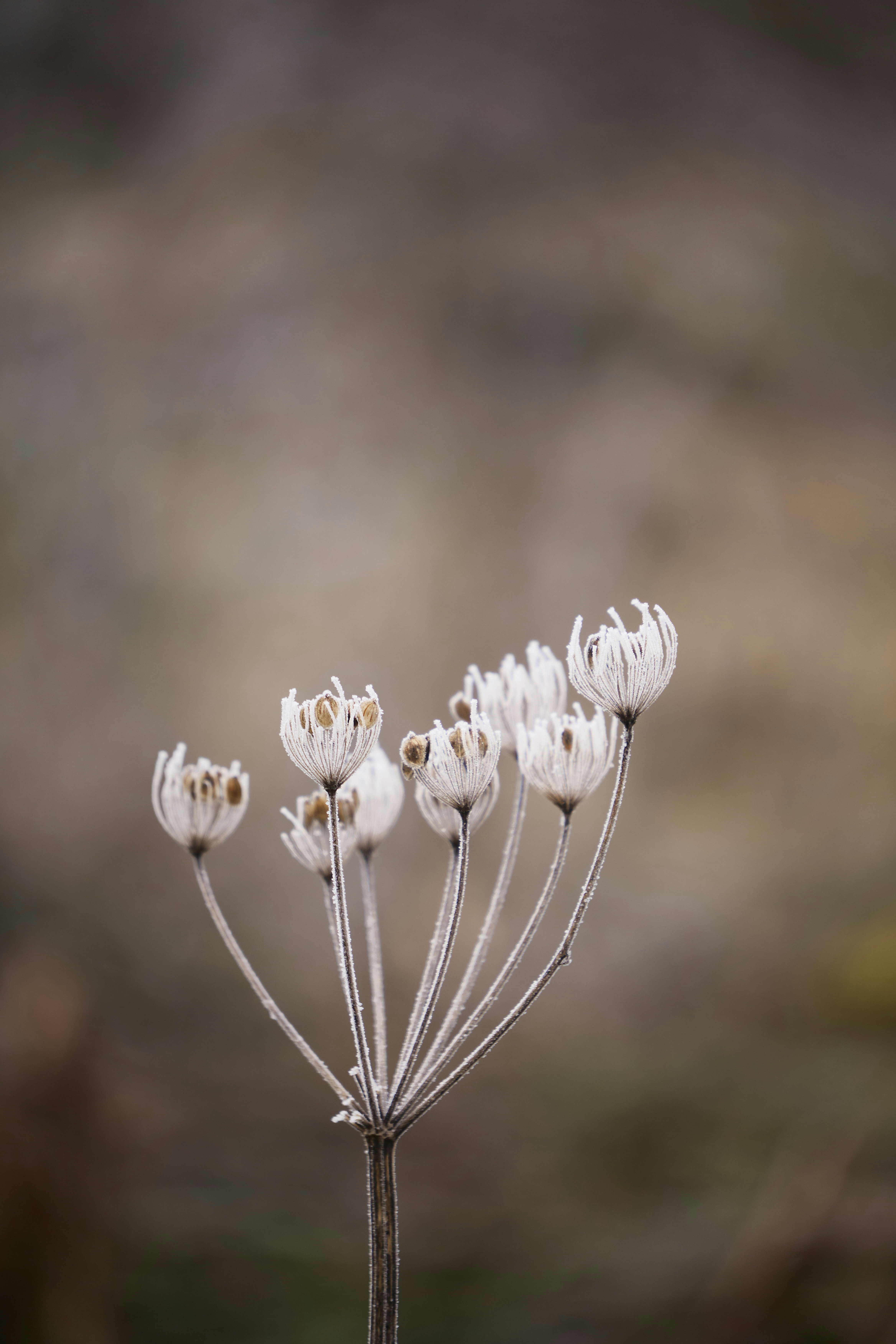 Una delicada flor cubierta de escarcha se sostiene sola.
