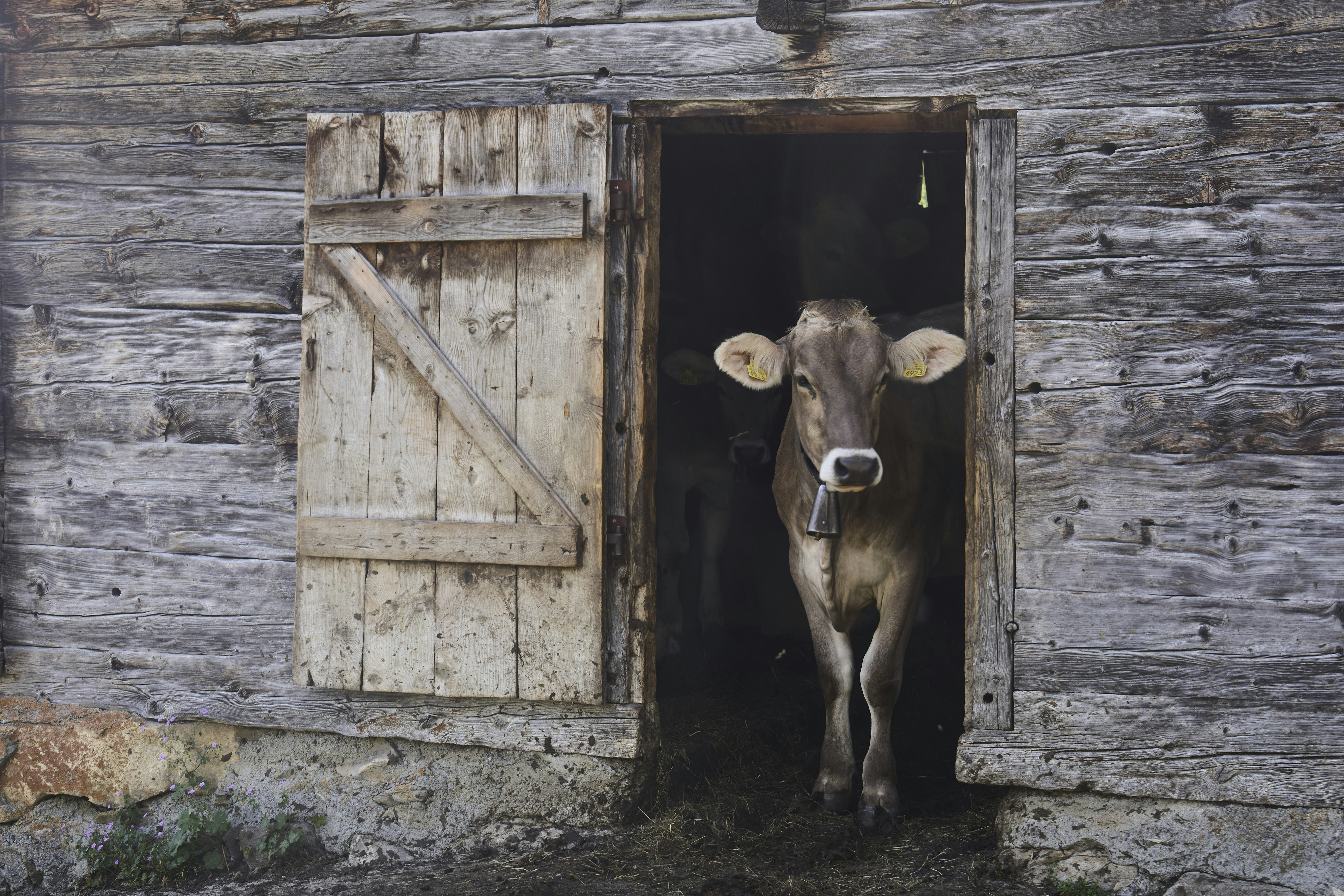 Una vaca está en un umbral rústico de madera.