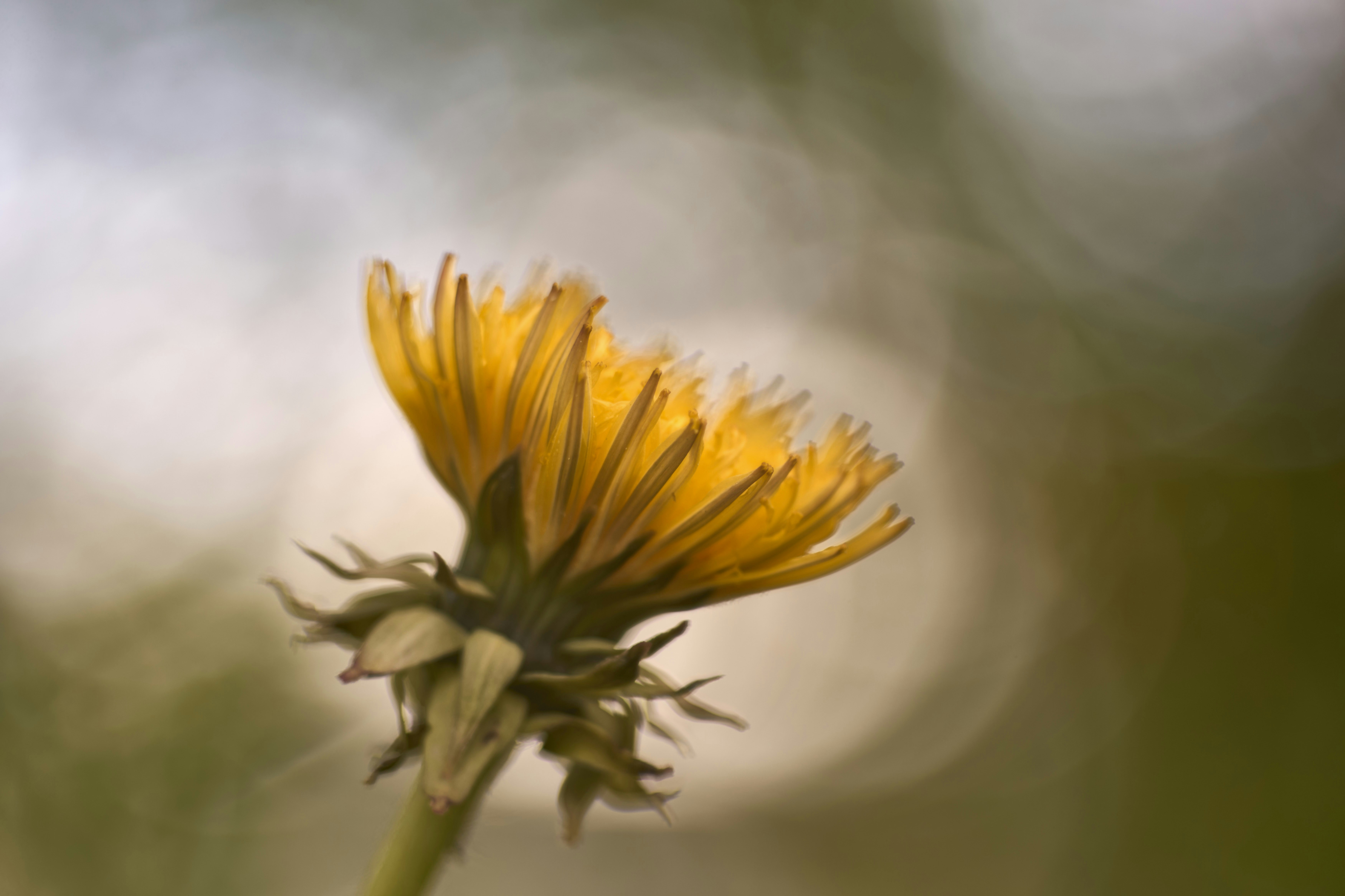 Photo by wolfgang_hasselmann