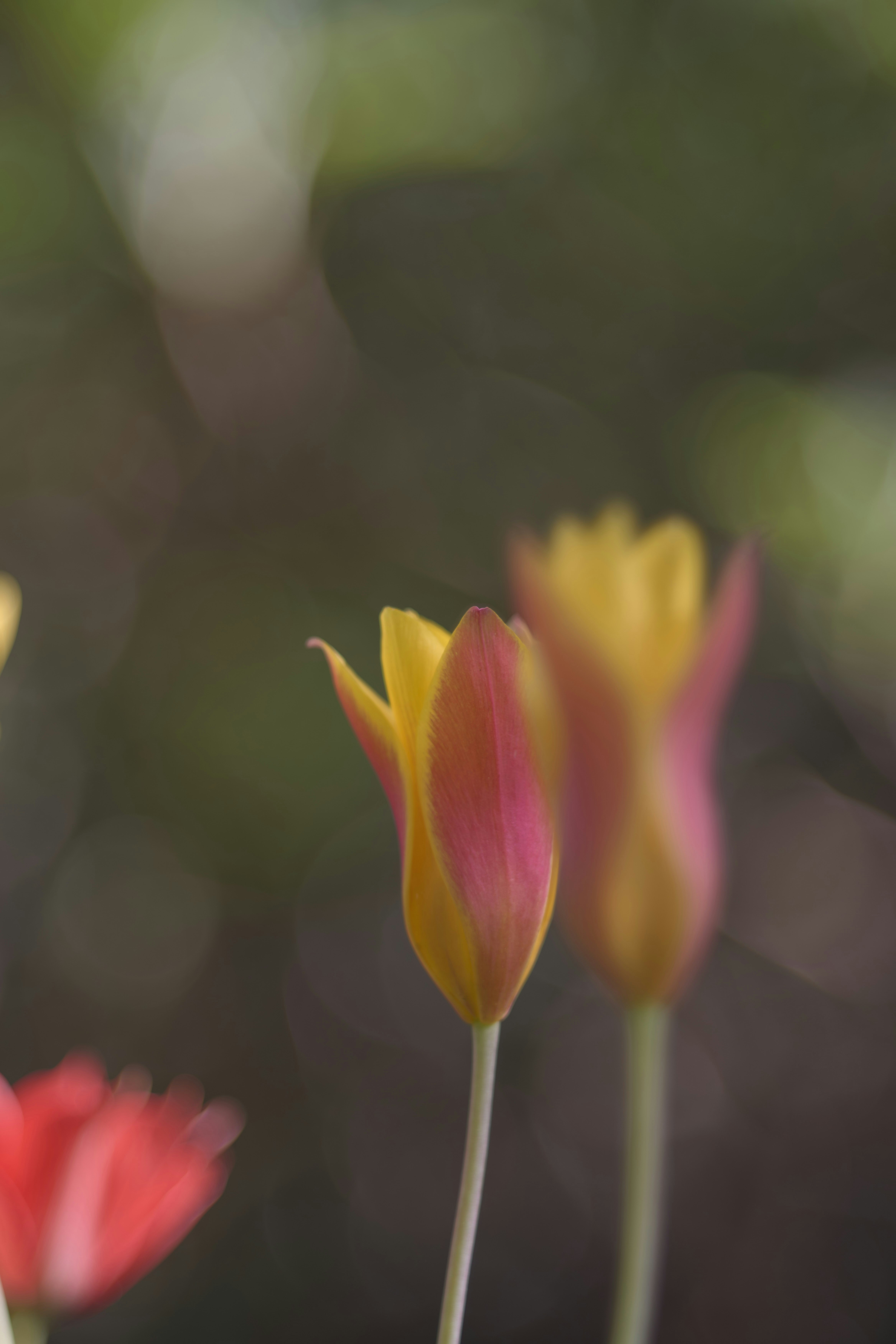 Photo by wolfgang_hasselmann