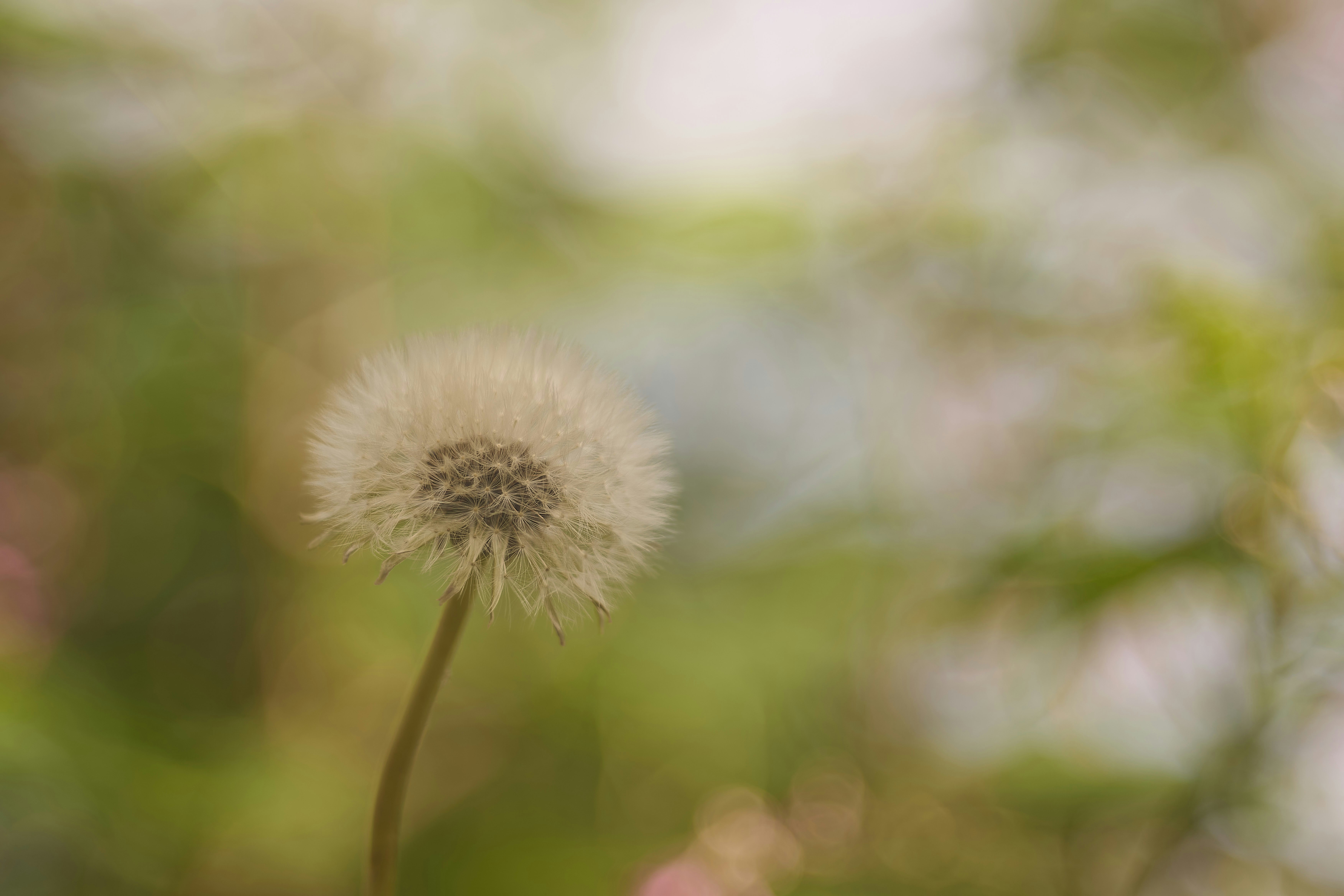 Photo by wolfgang_hasselmann