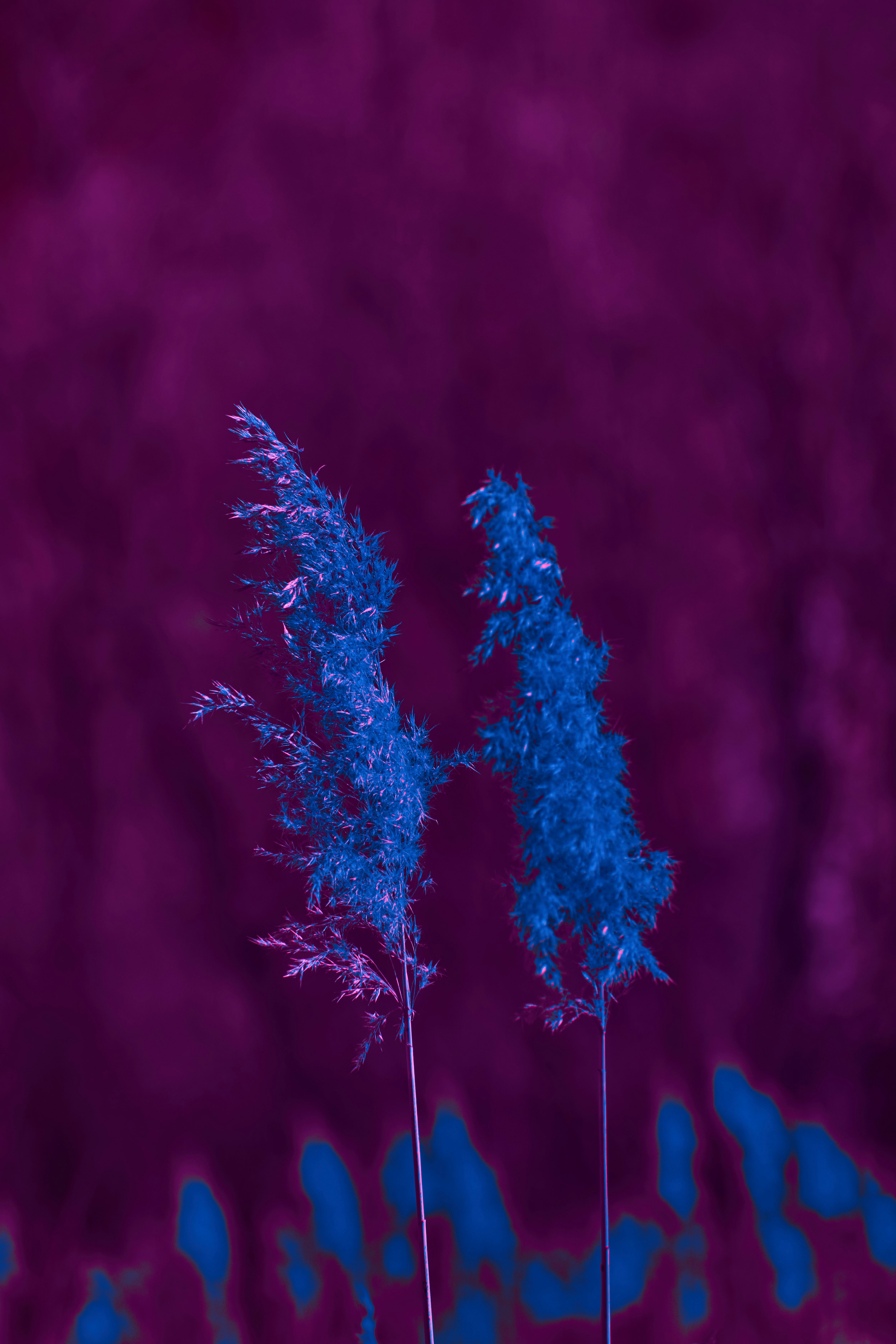 Photo by wolfgang_hasselmann