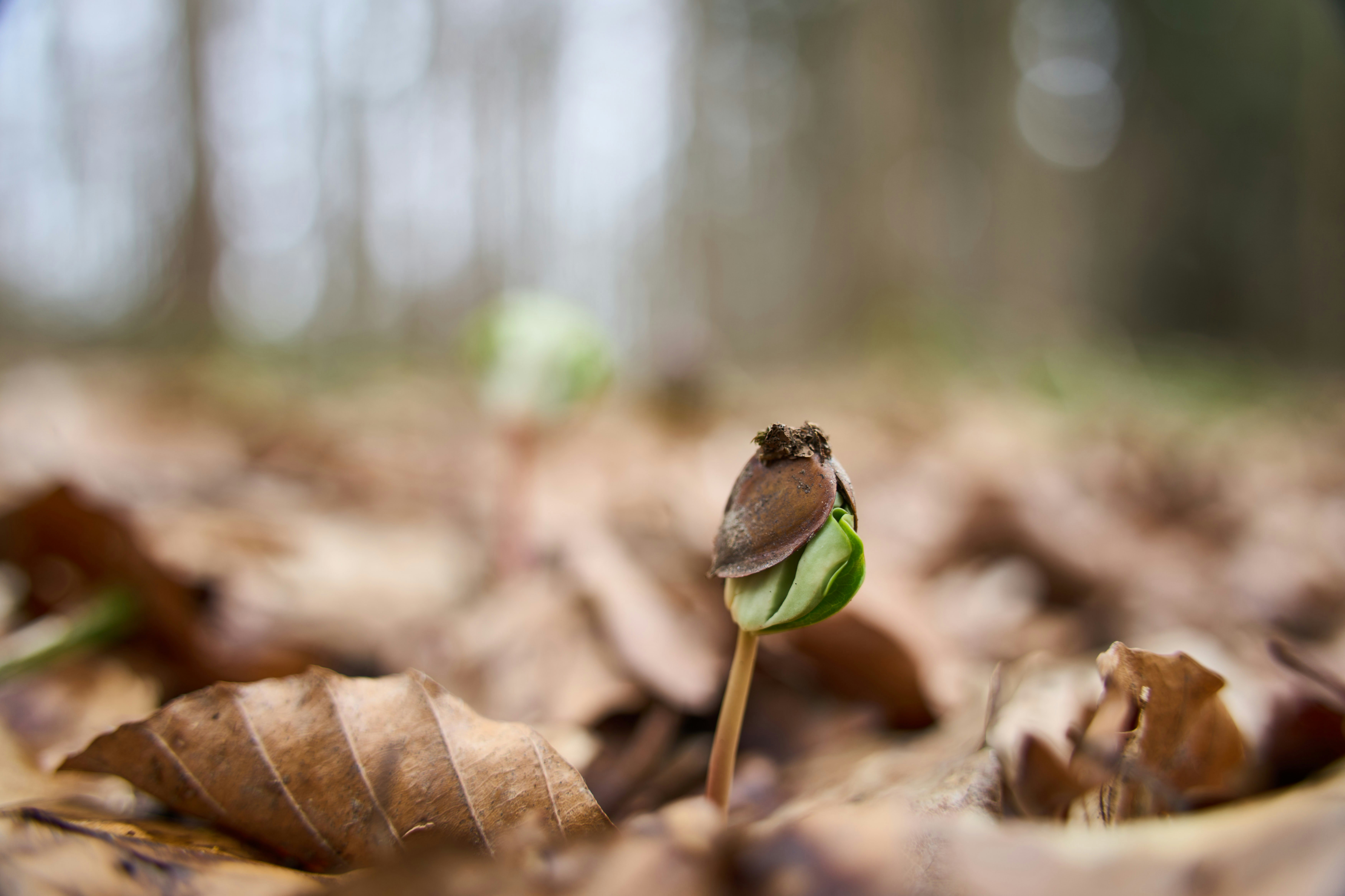 Una pequeña plántula brota de hojas caídas.