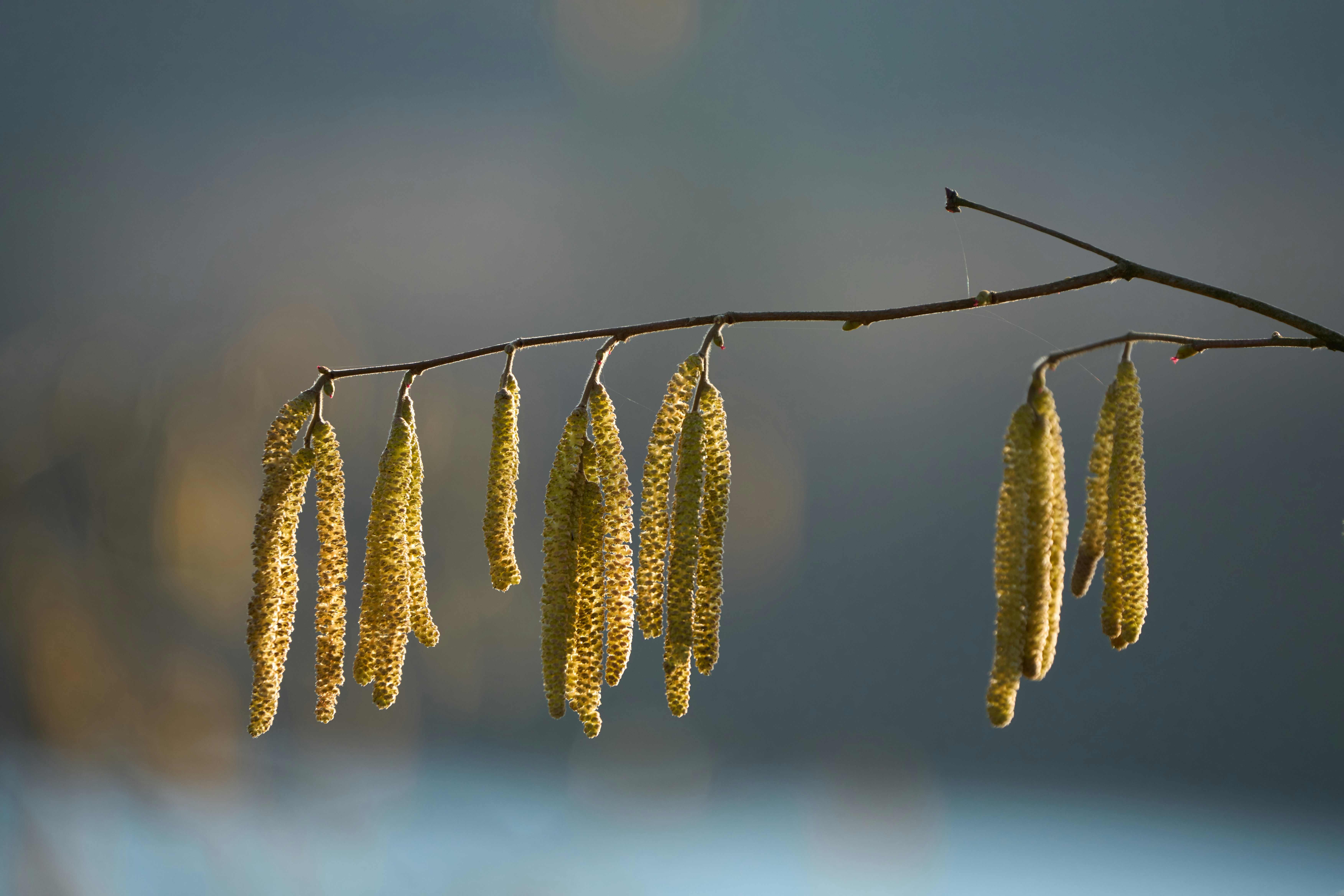 Photo by wolfgang_hasselmann