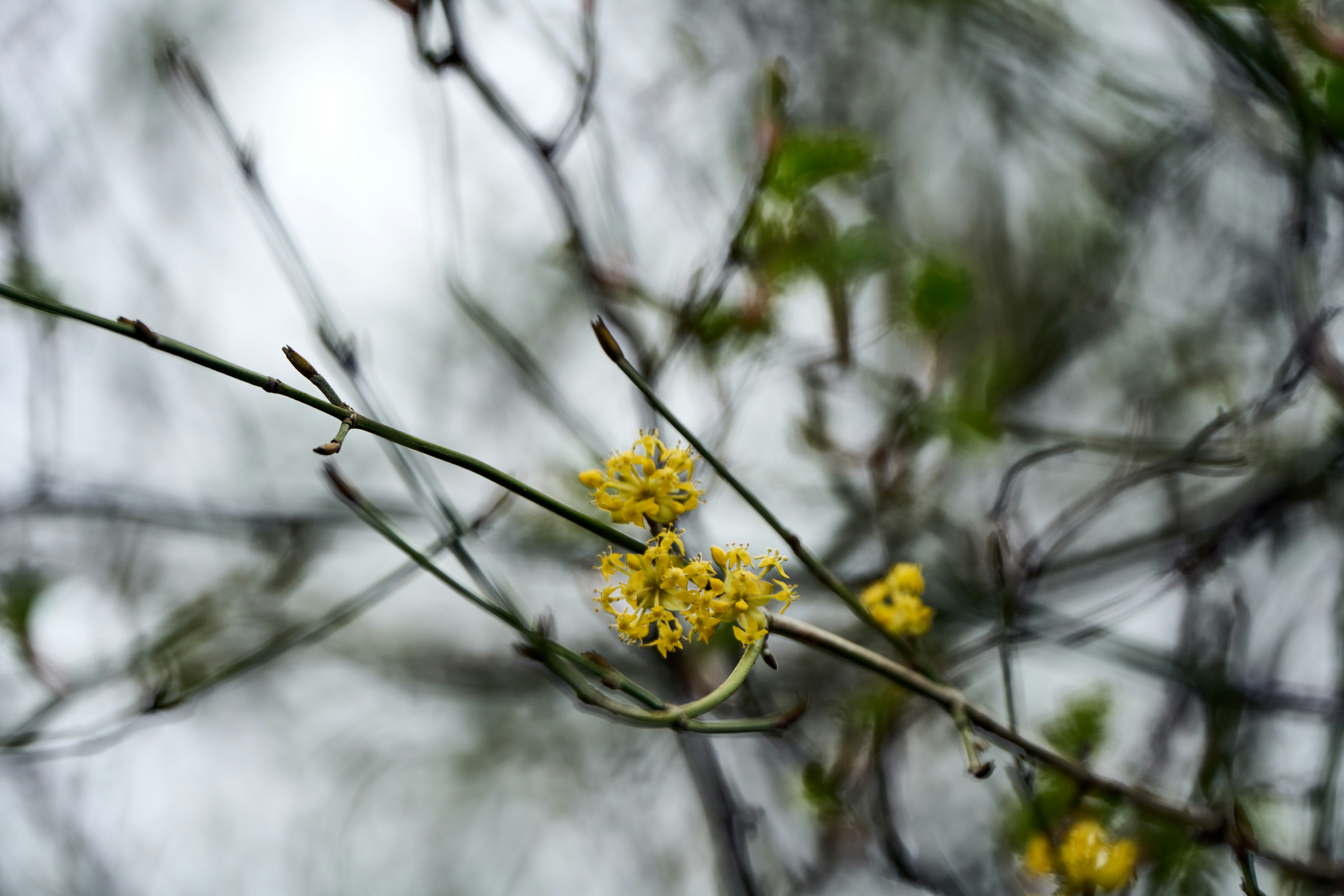 Photo by wolfgang_hasselmann