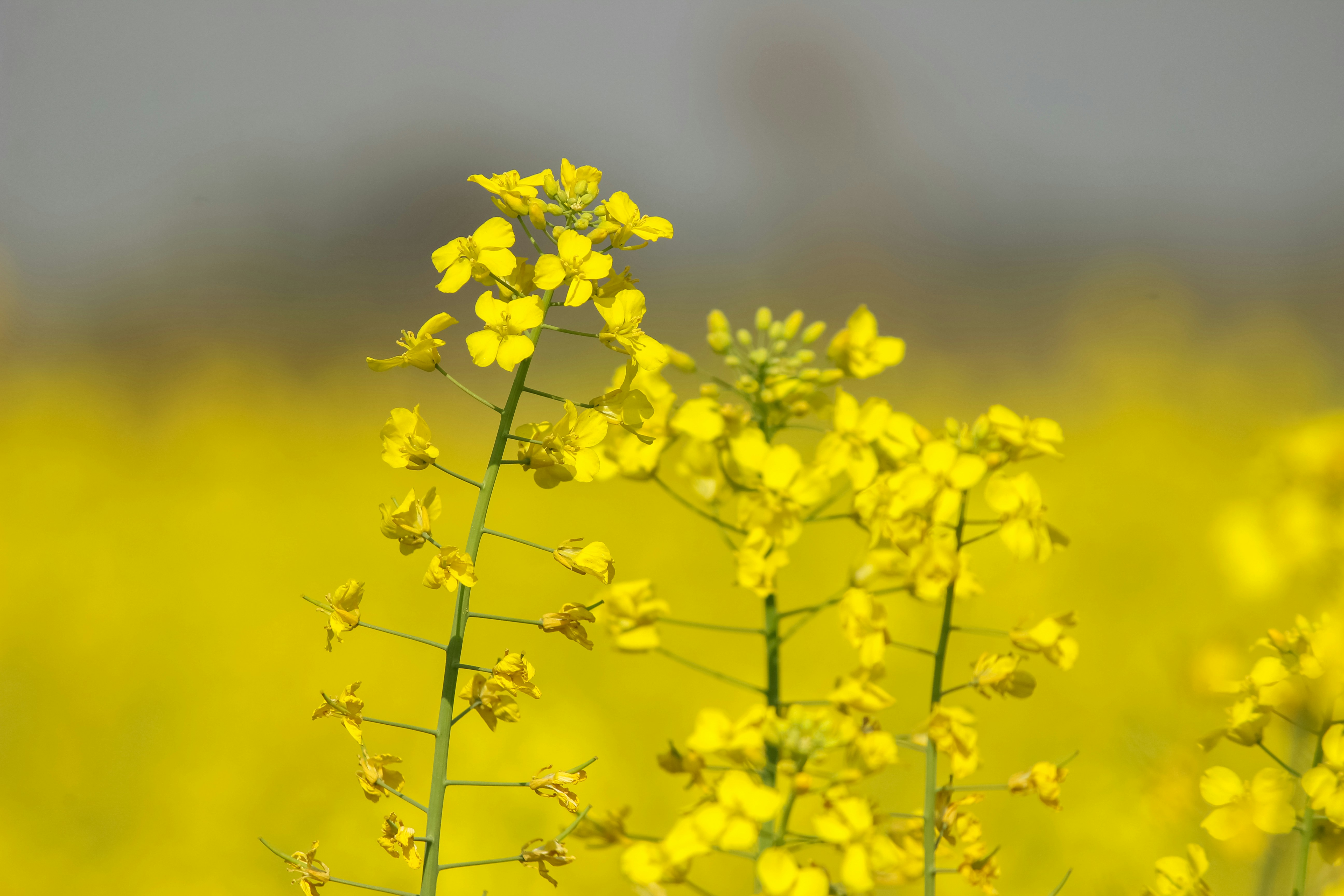 Photo by zaryabhaider