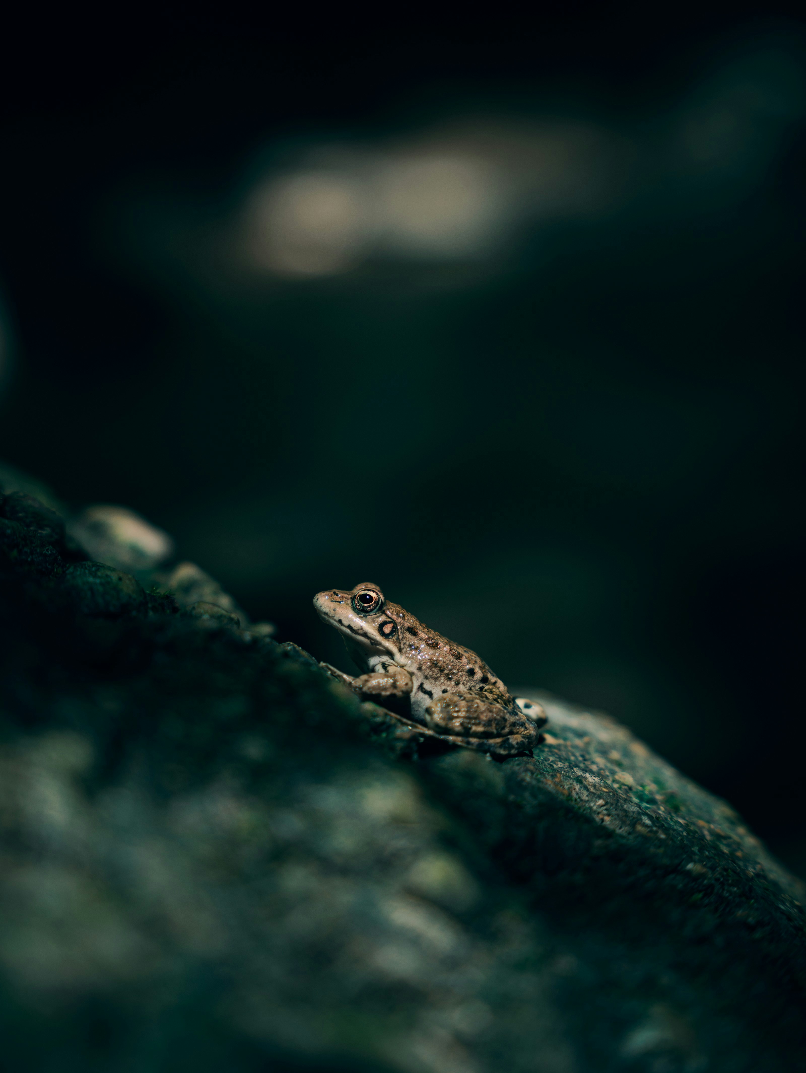 Photo by shayan_rostami