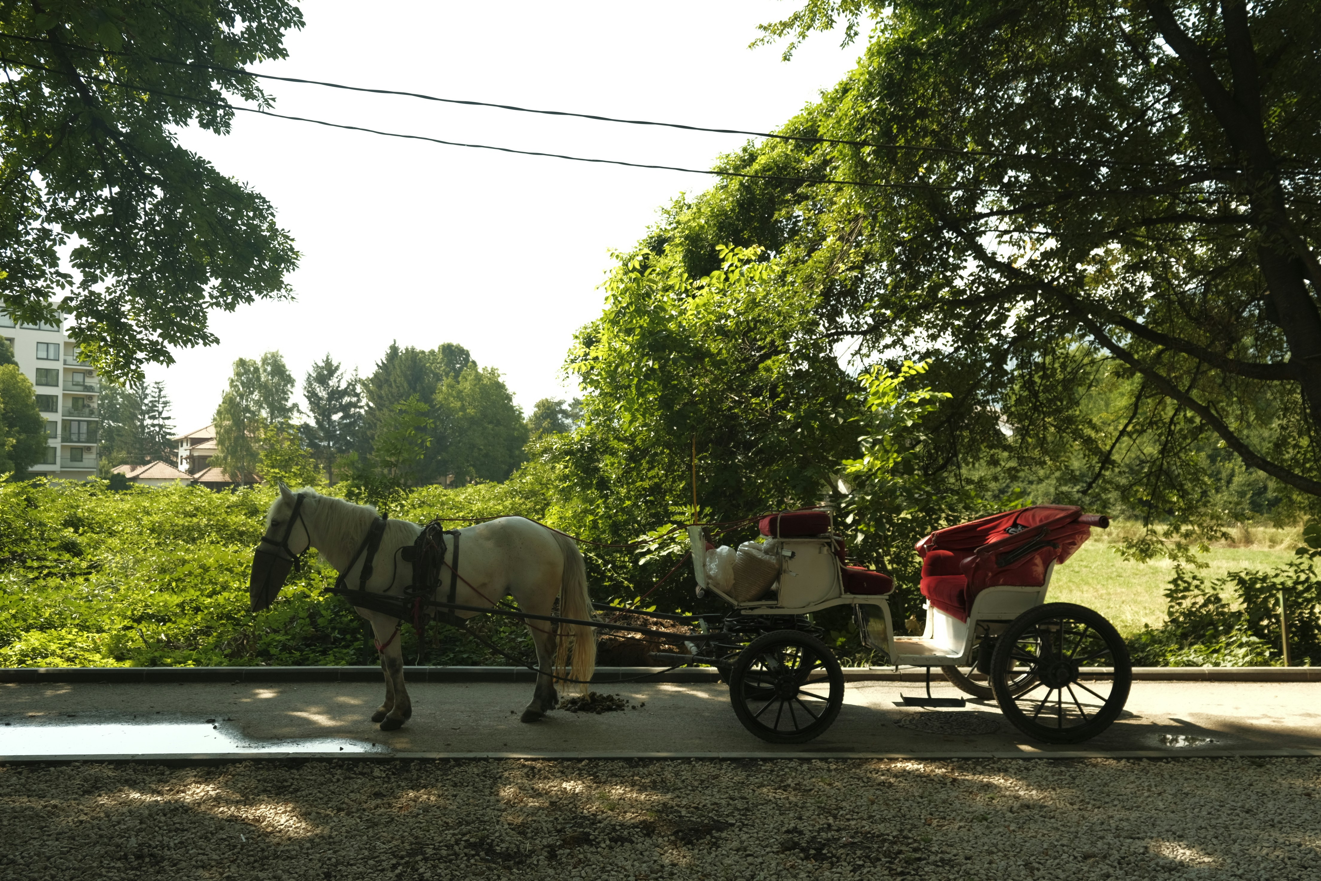 A horse pulling a carriage on a sunny day