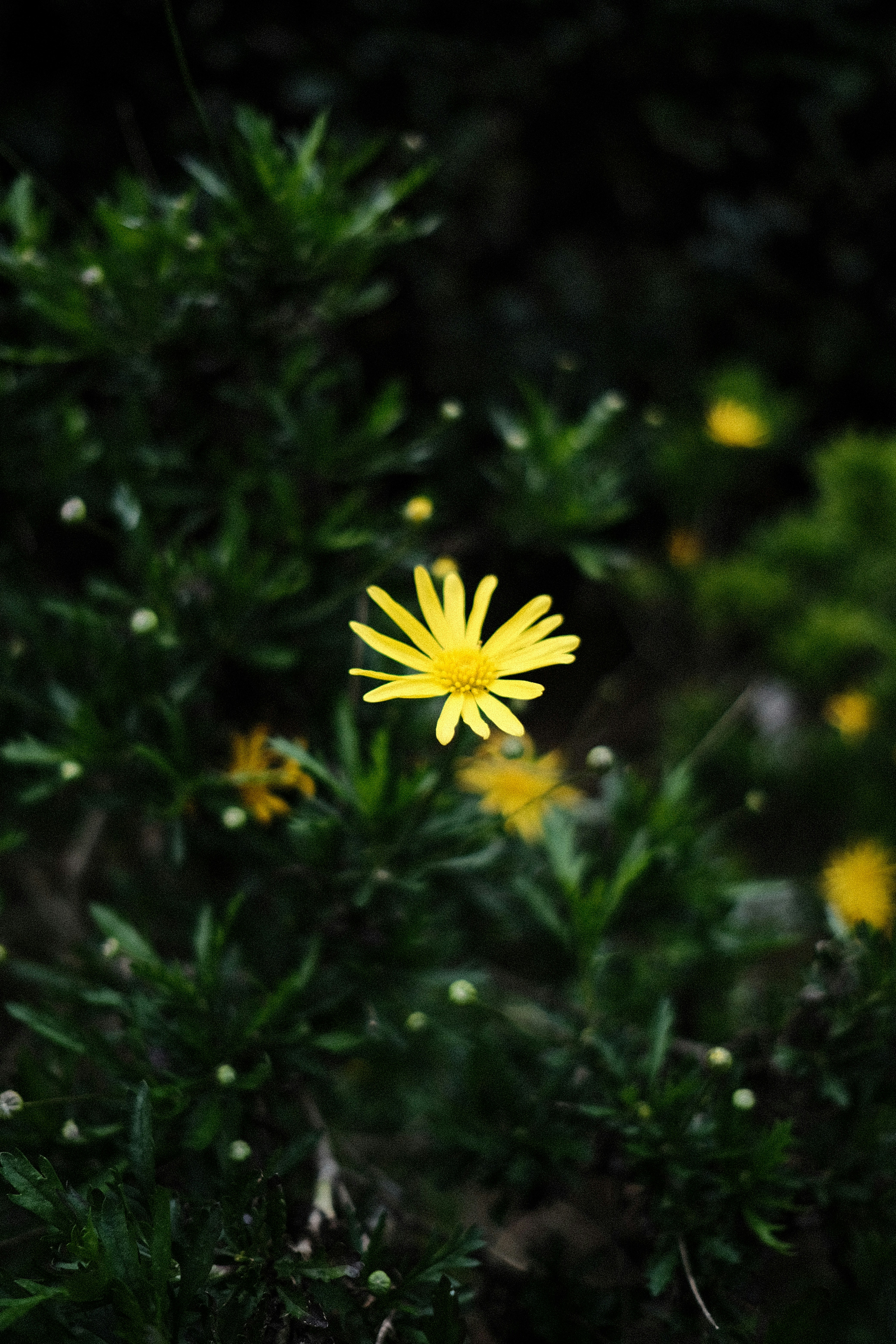 Photo by alekseixagafonov