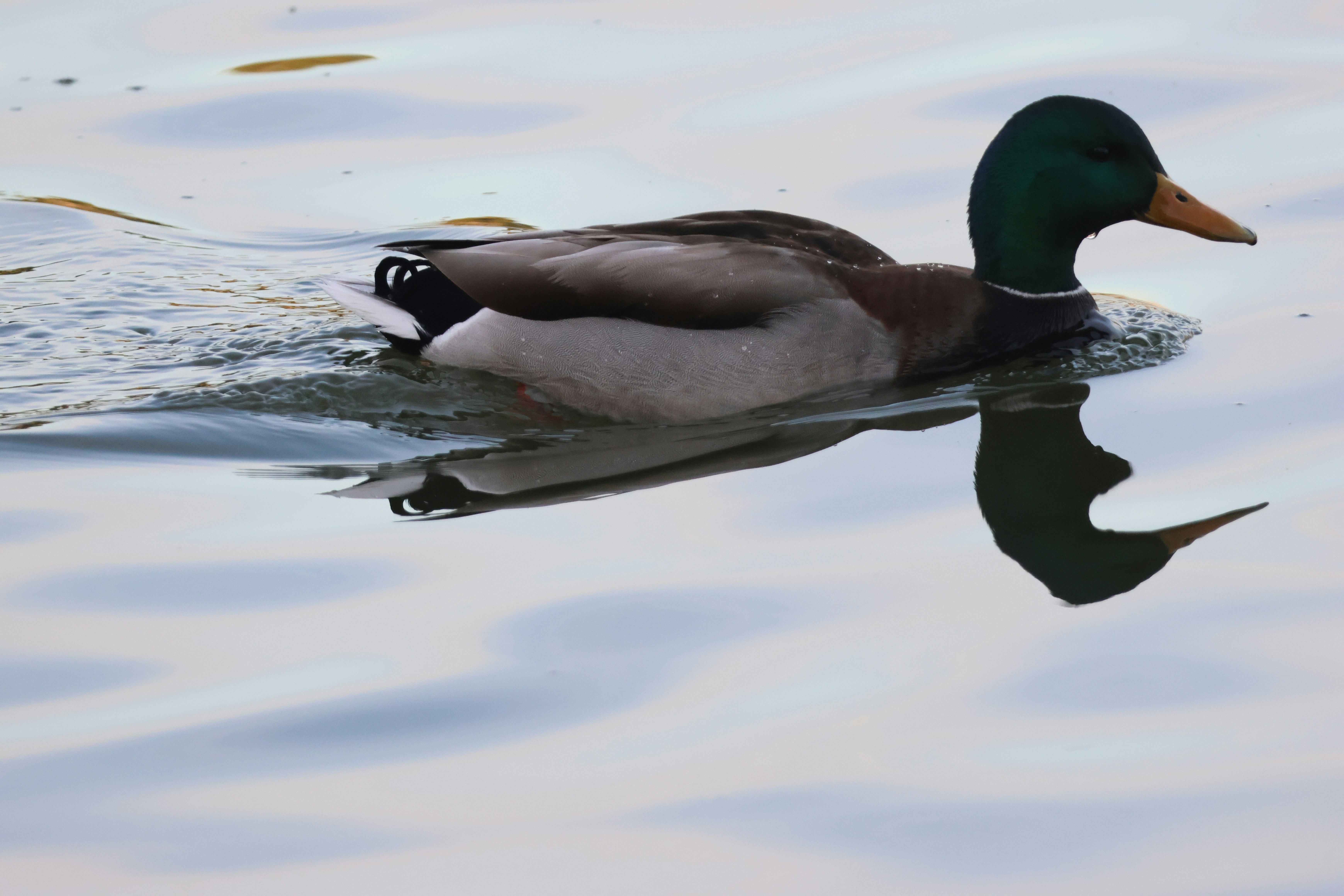 Photo by cornthechicken