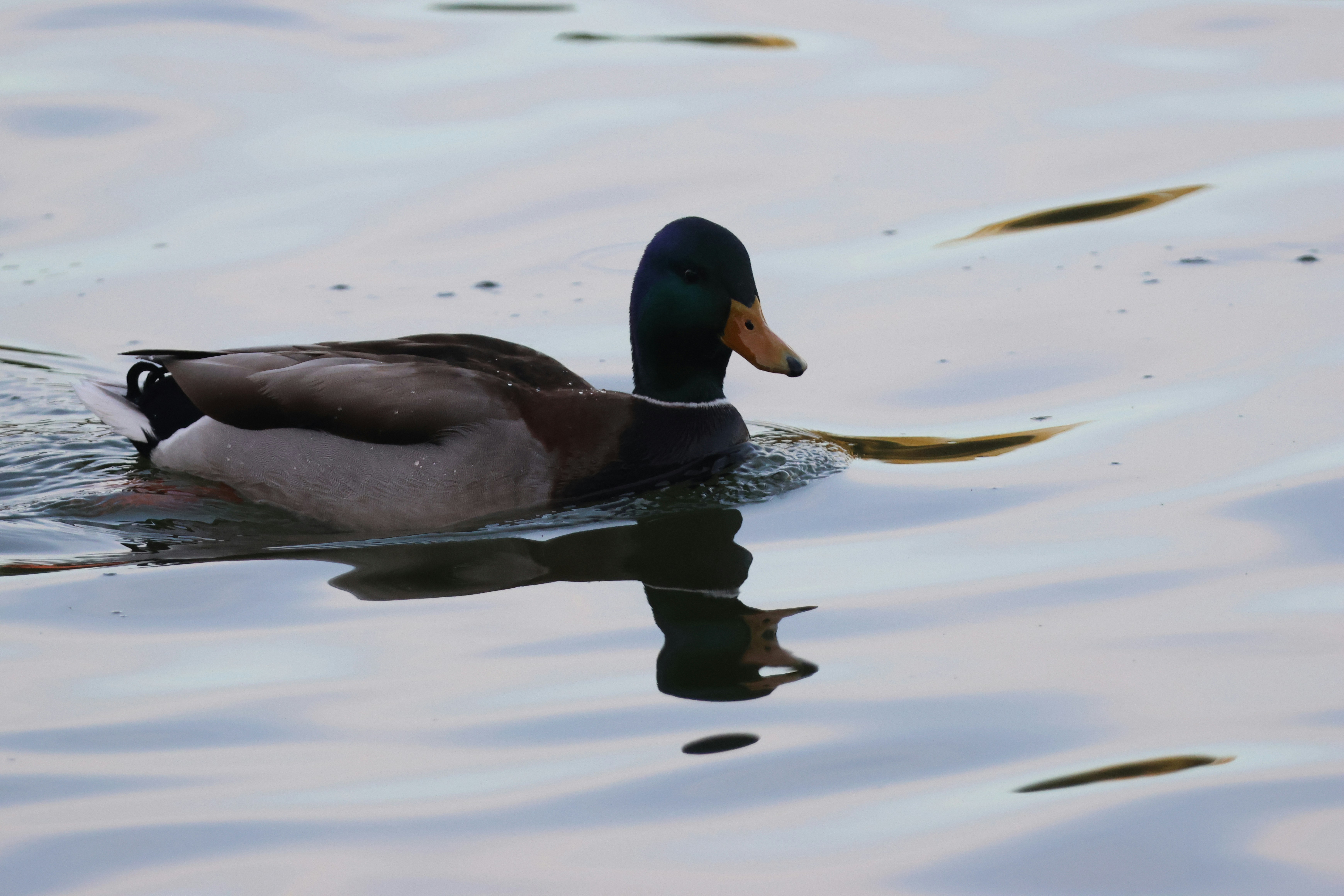 Photo by cornthechicken