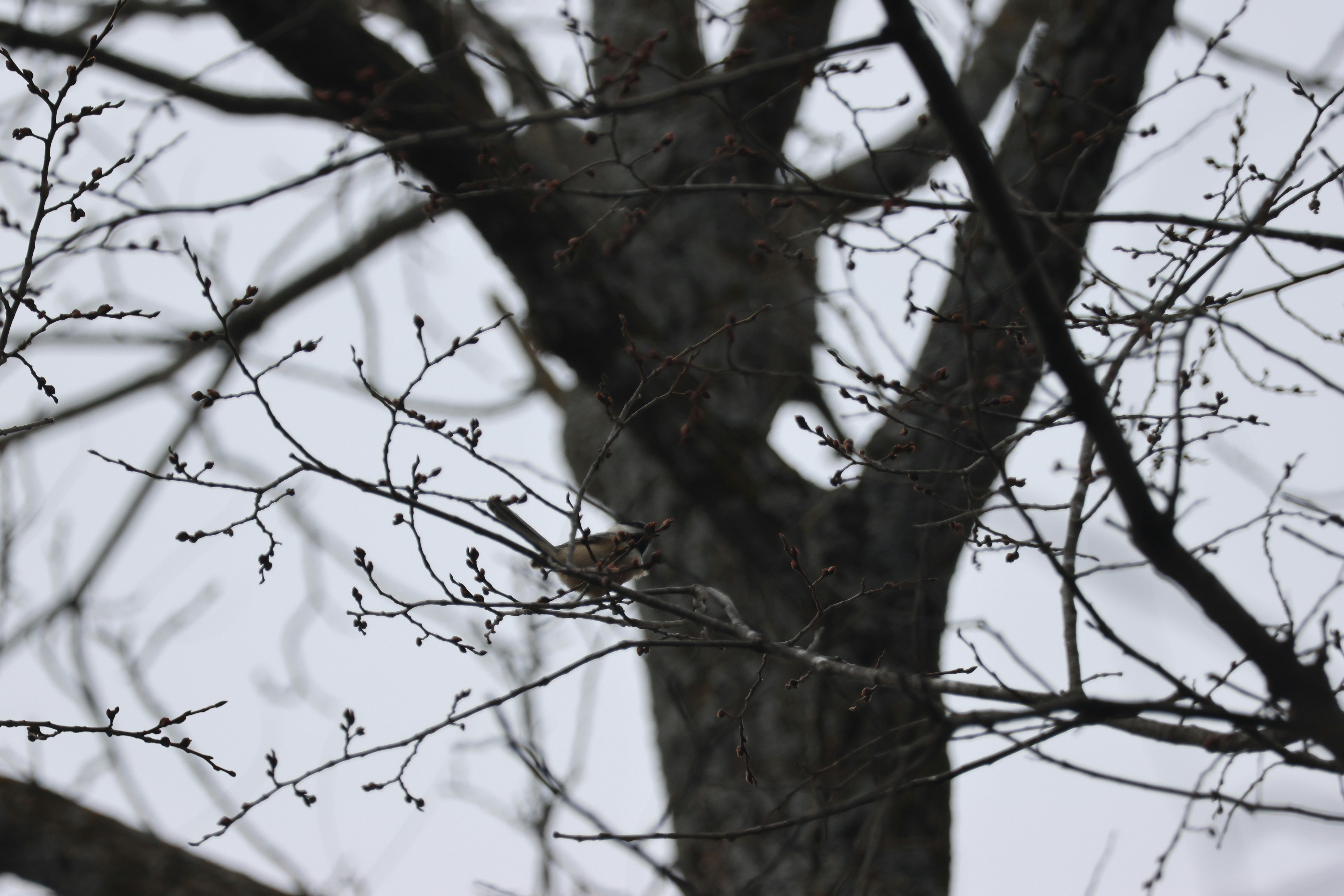 Photo by cornthechicken