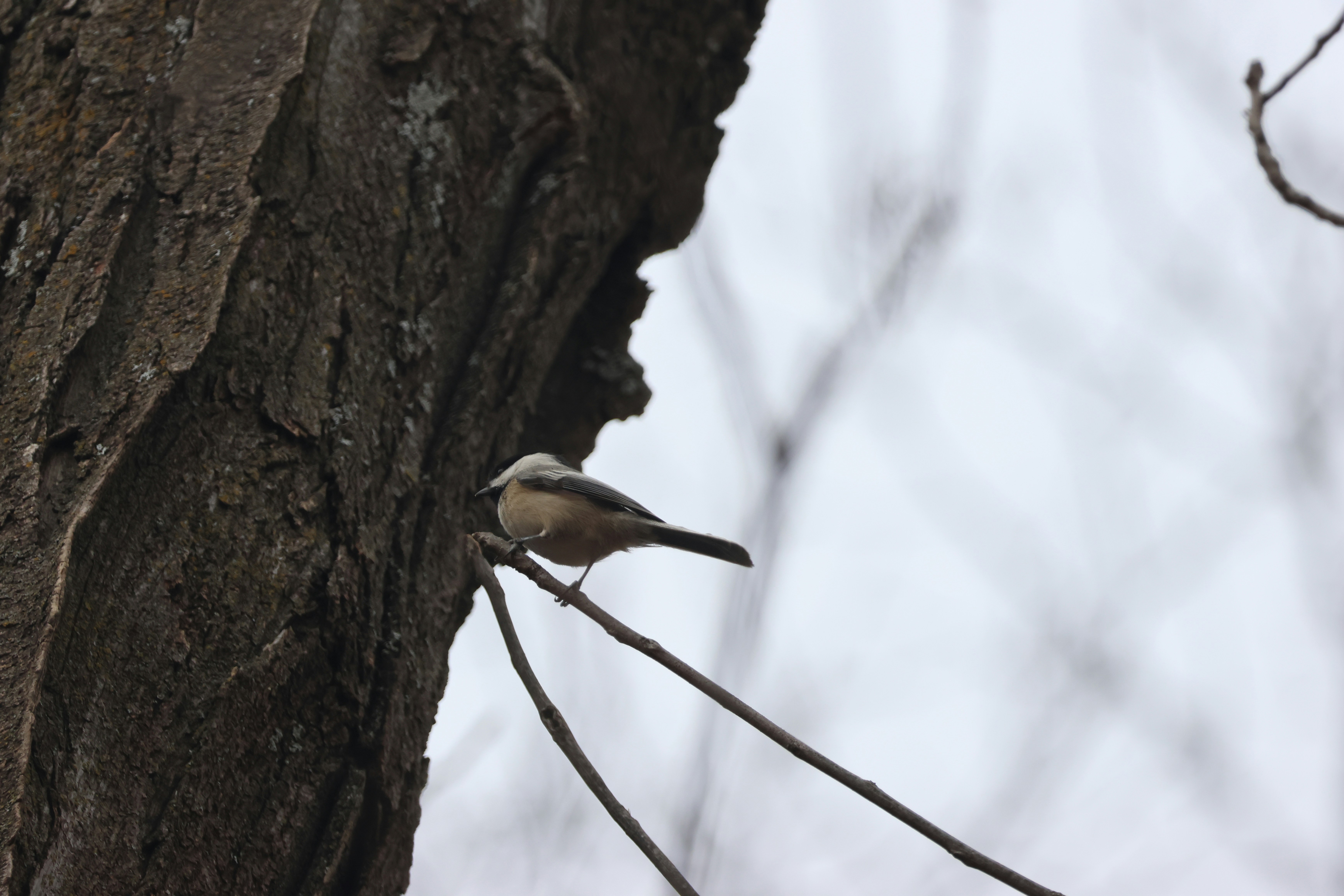 Photo by cornthechicken