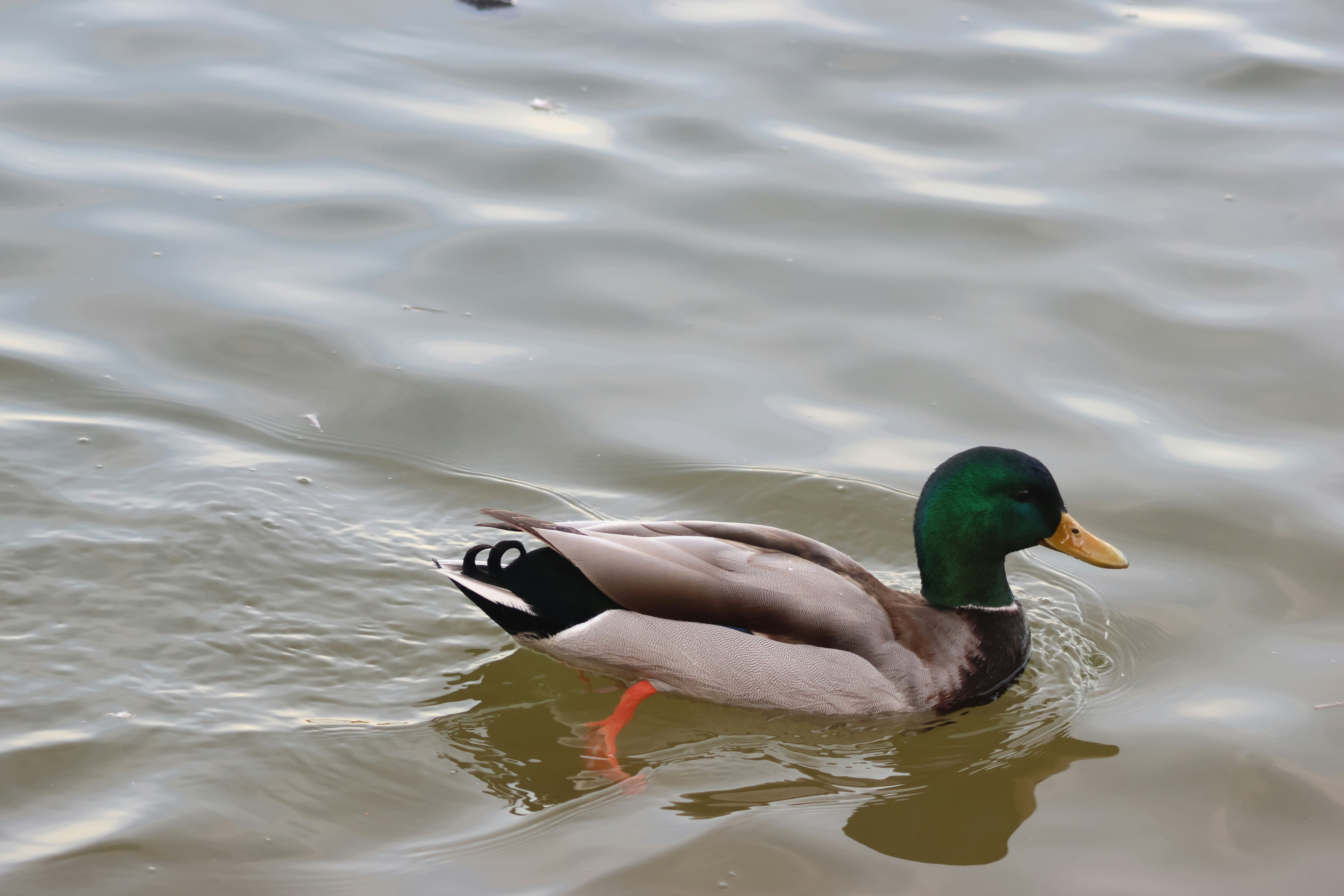 Photo by cornthechicken