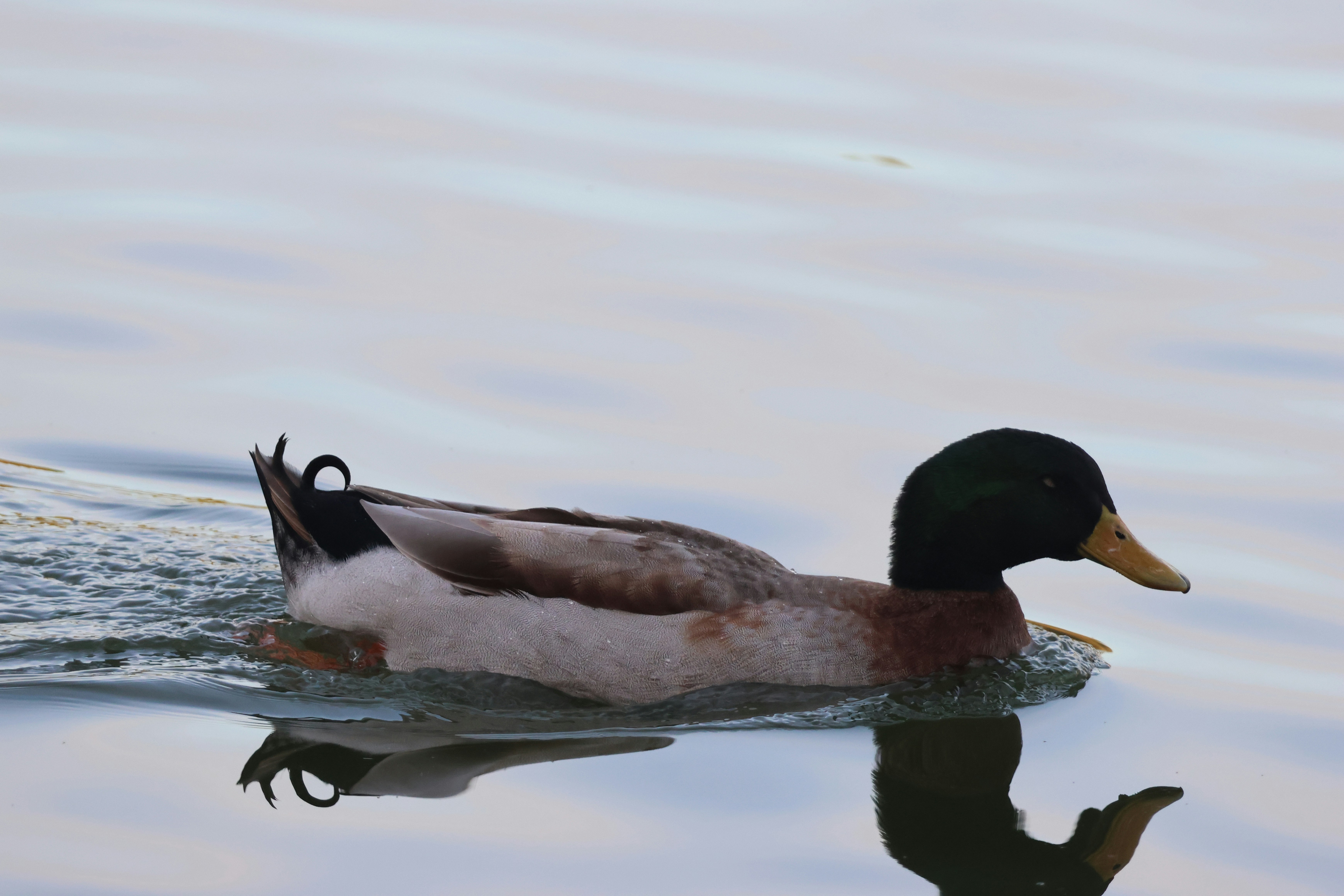 Photo by cornthechicken