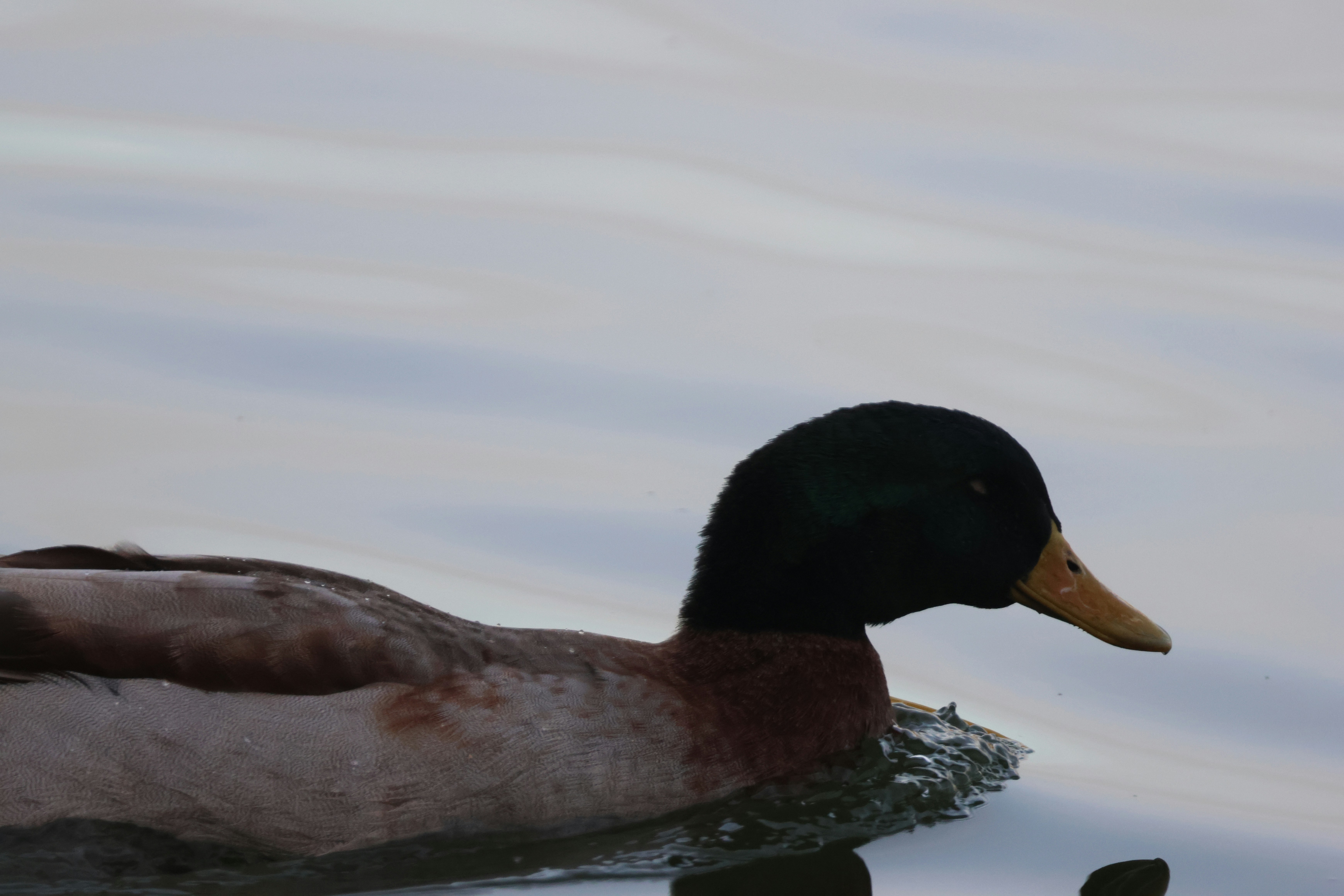 Photo by cornthechicken