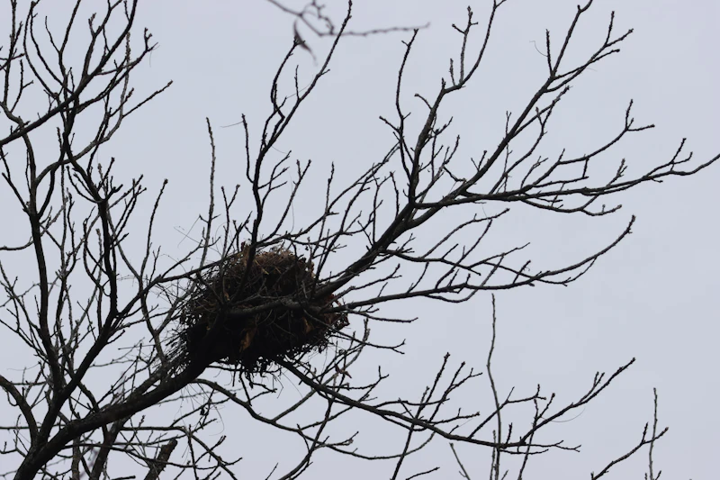 A bird&rsquo;s nest sits cradled in the bare branches of an old tree.