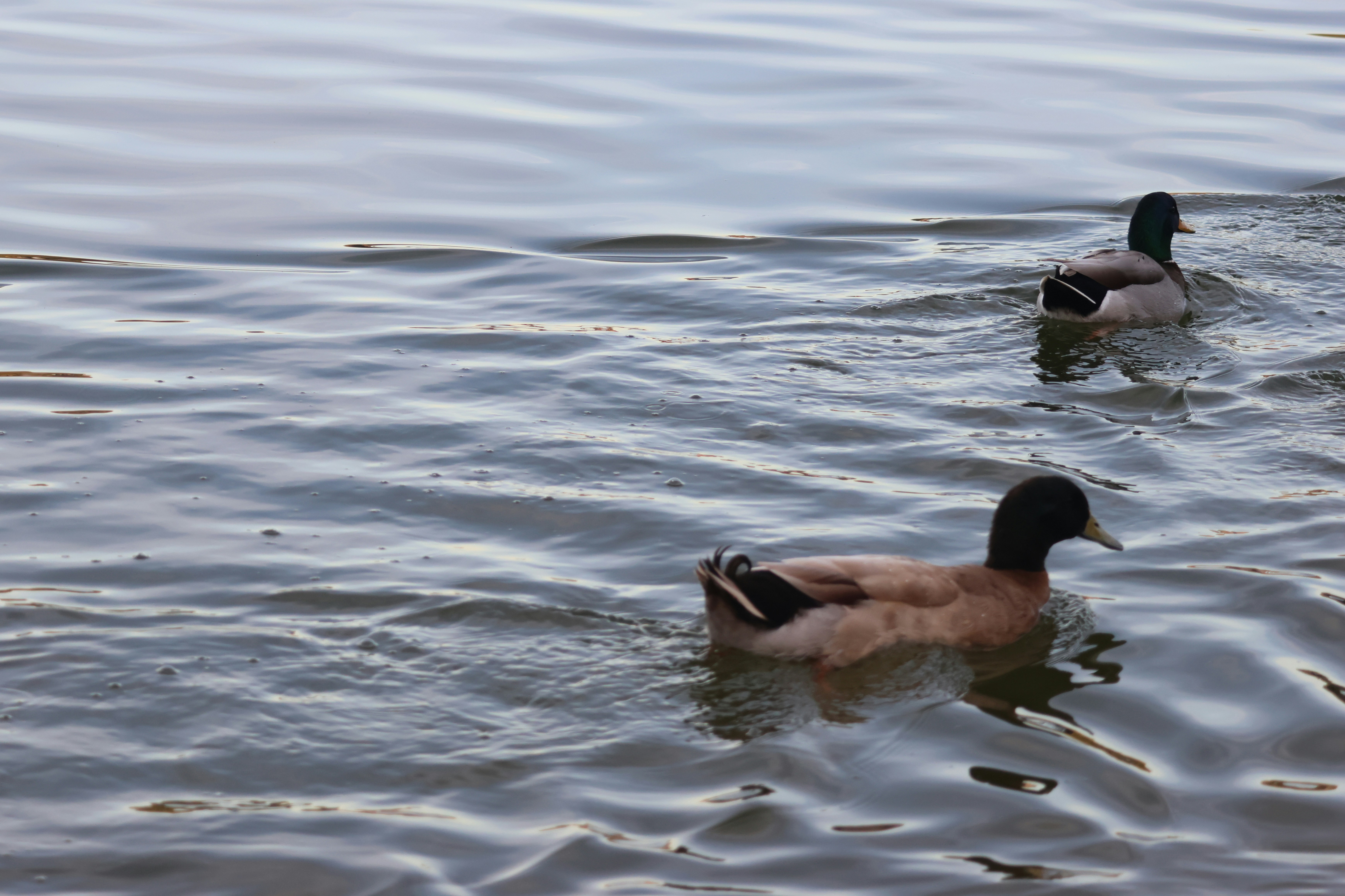 Photo by cornthechicken