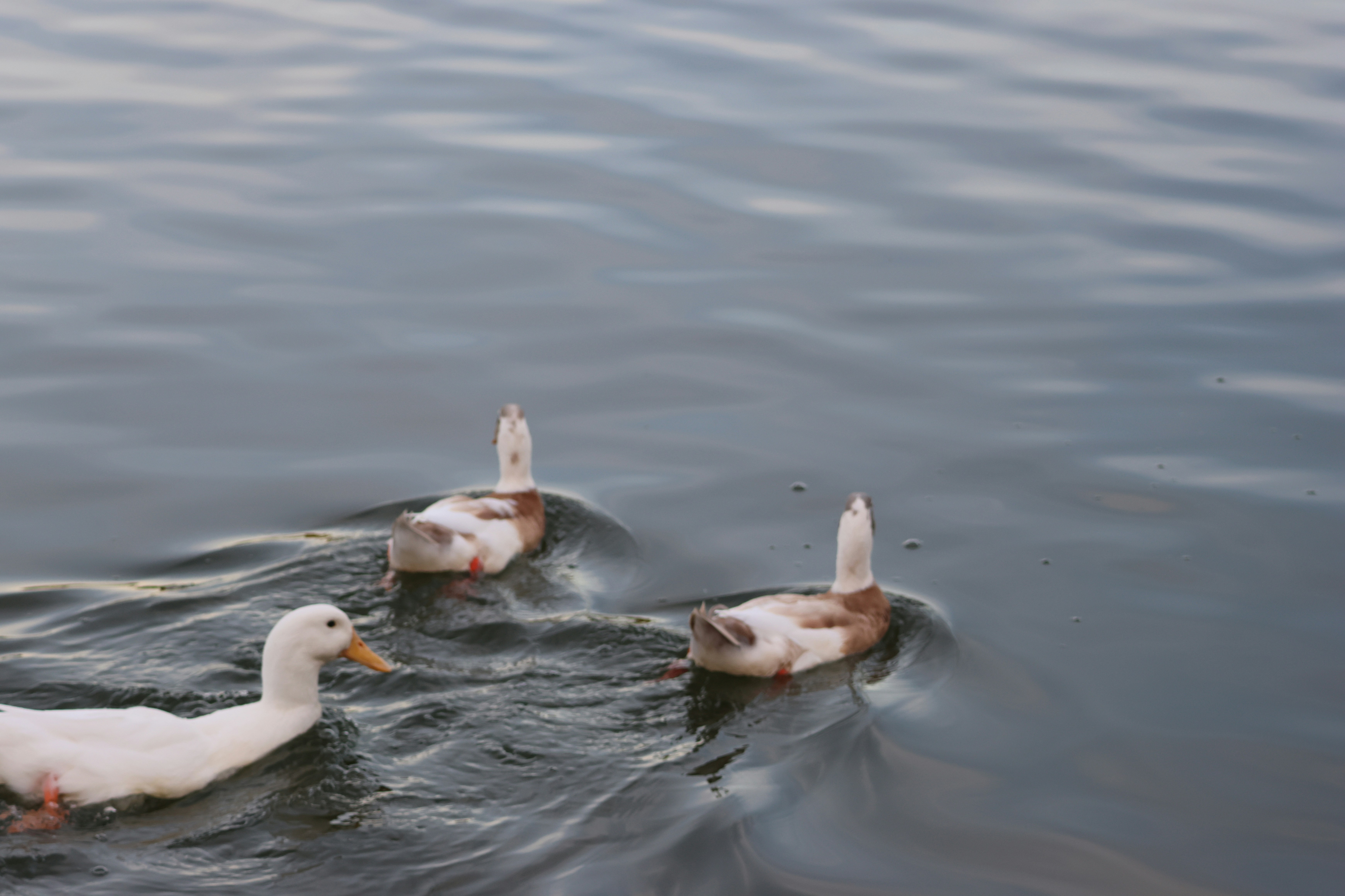 Photo by cornthechicken