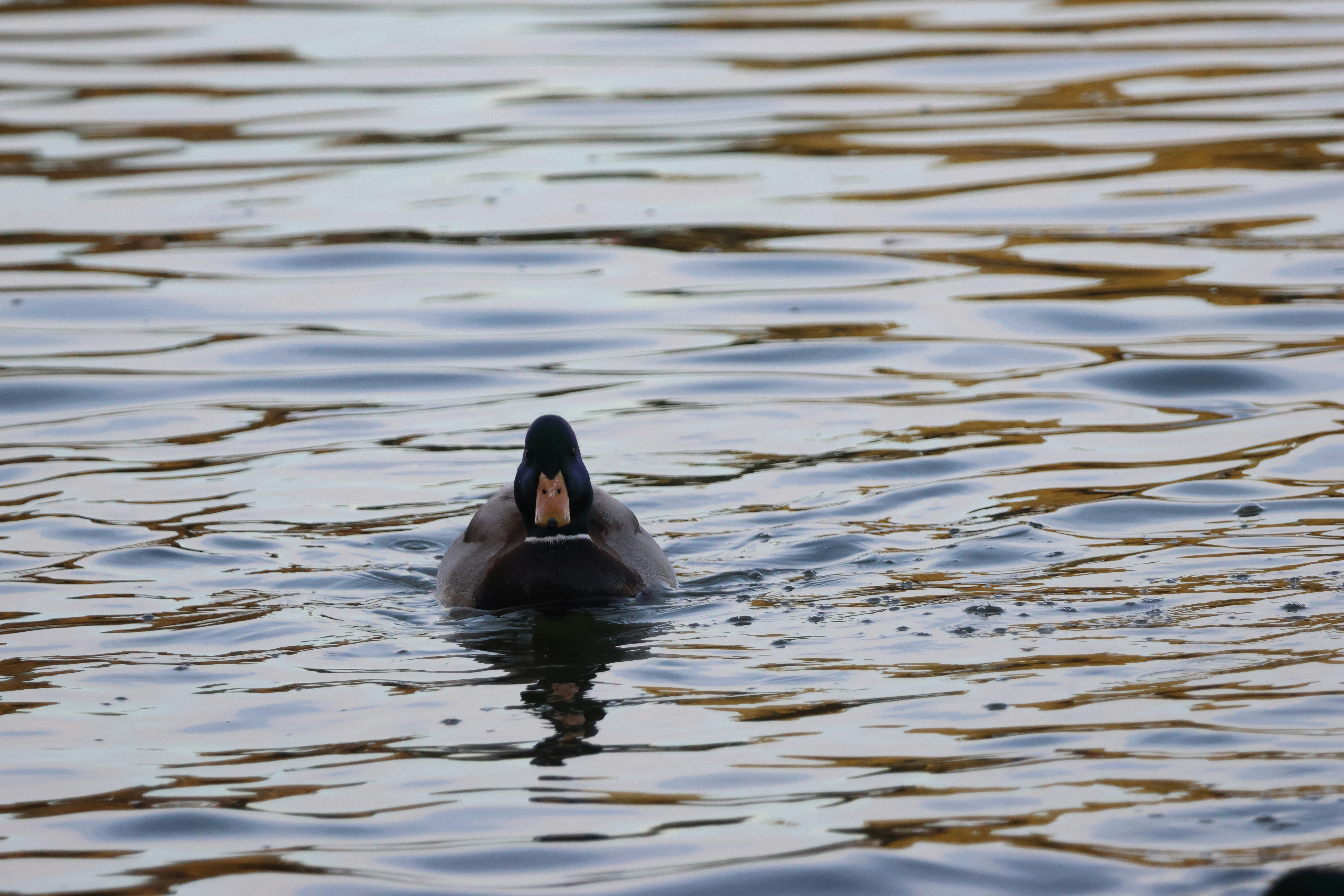 Photo by cornthechicken