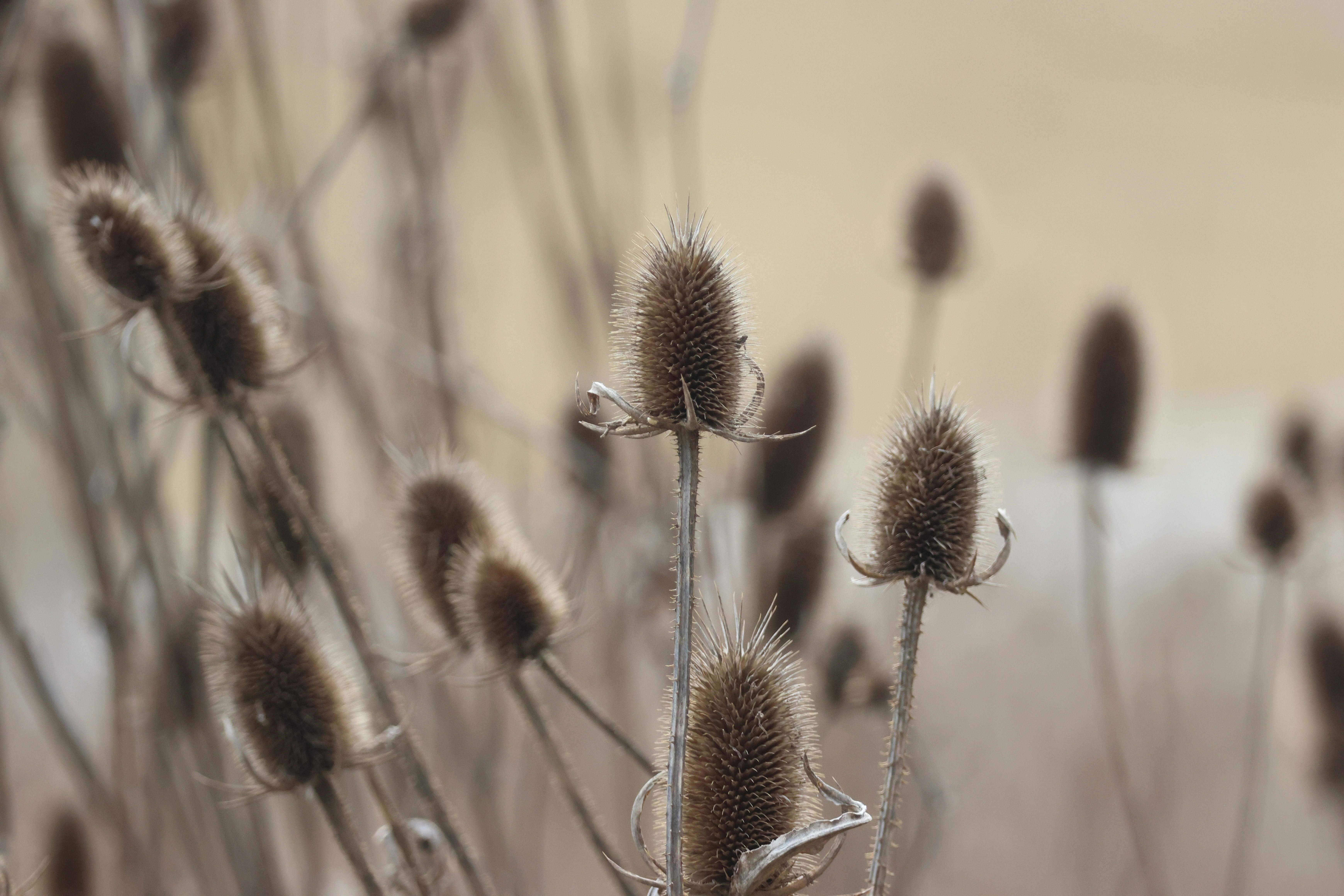 Photo by cornthechicken