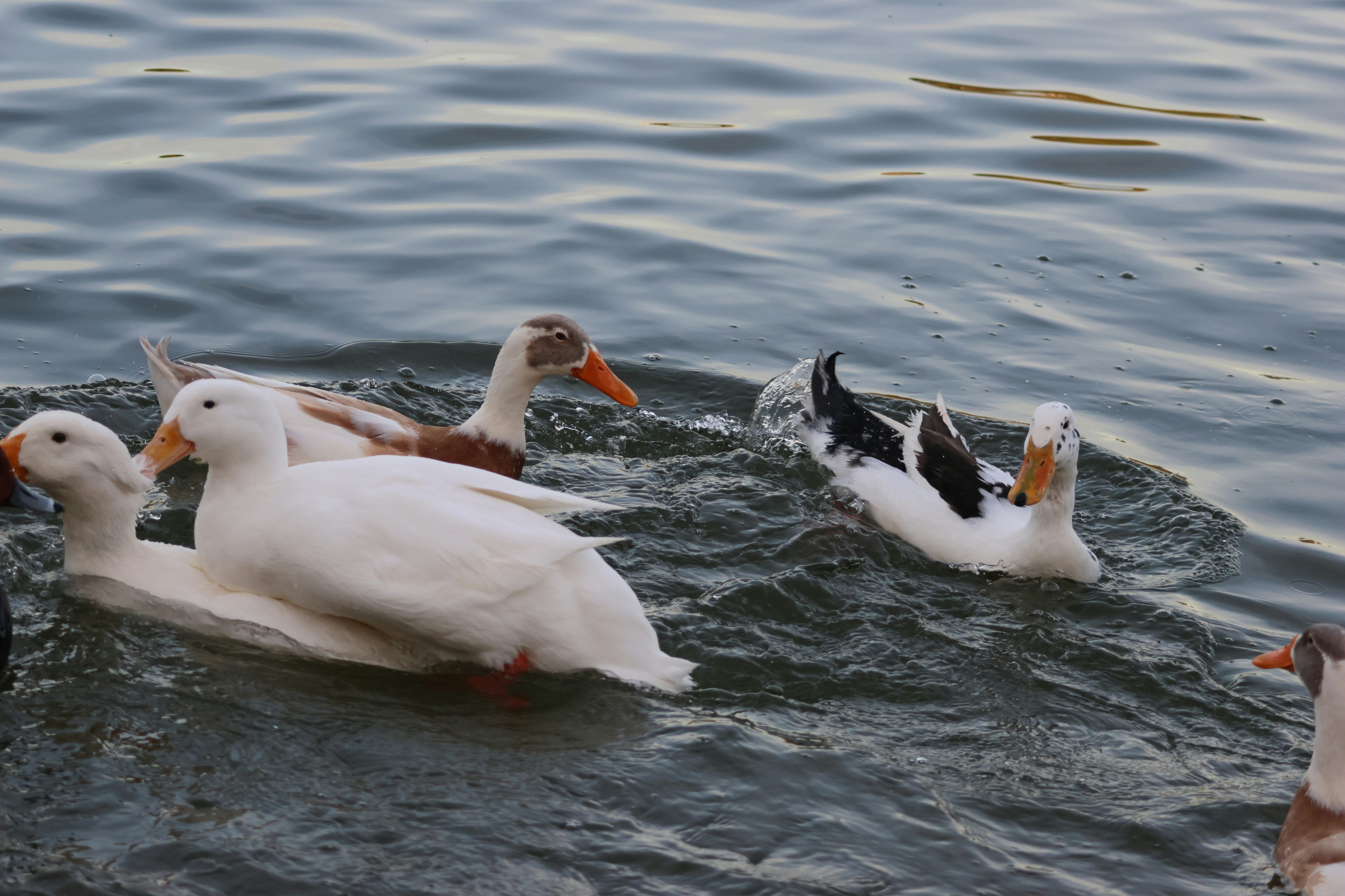 Photo by cornthechicken