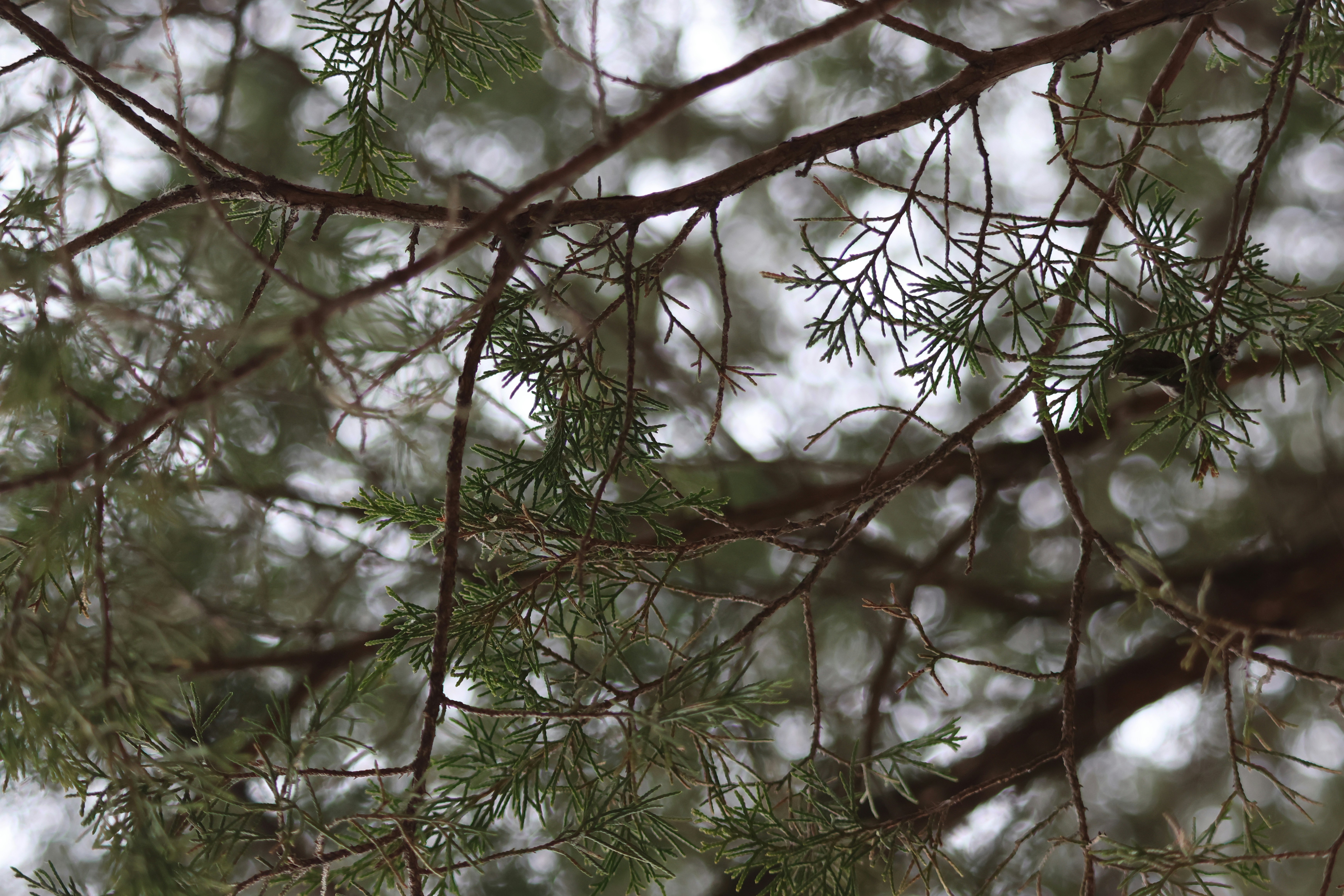 Photo by cornthechicken