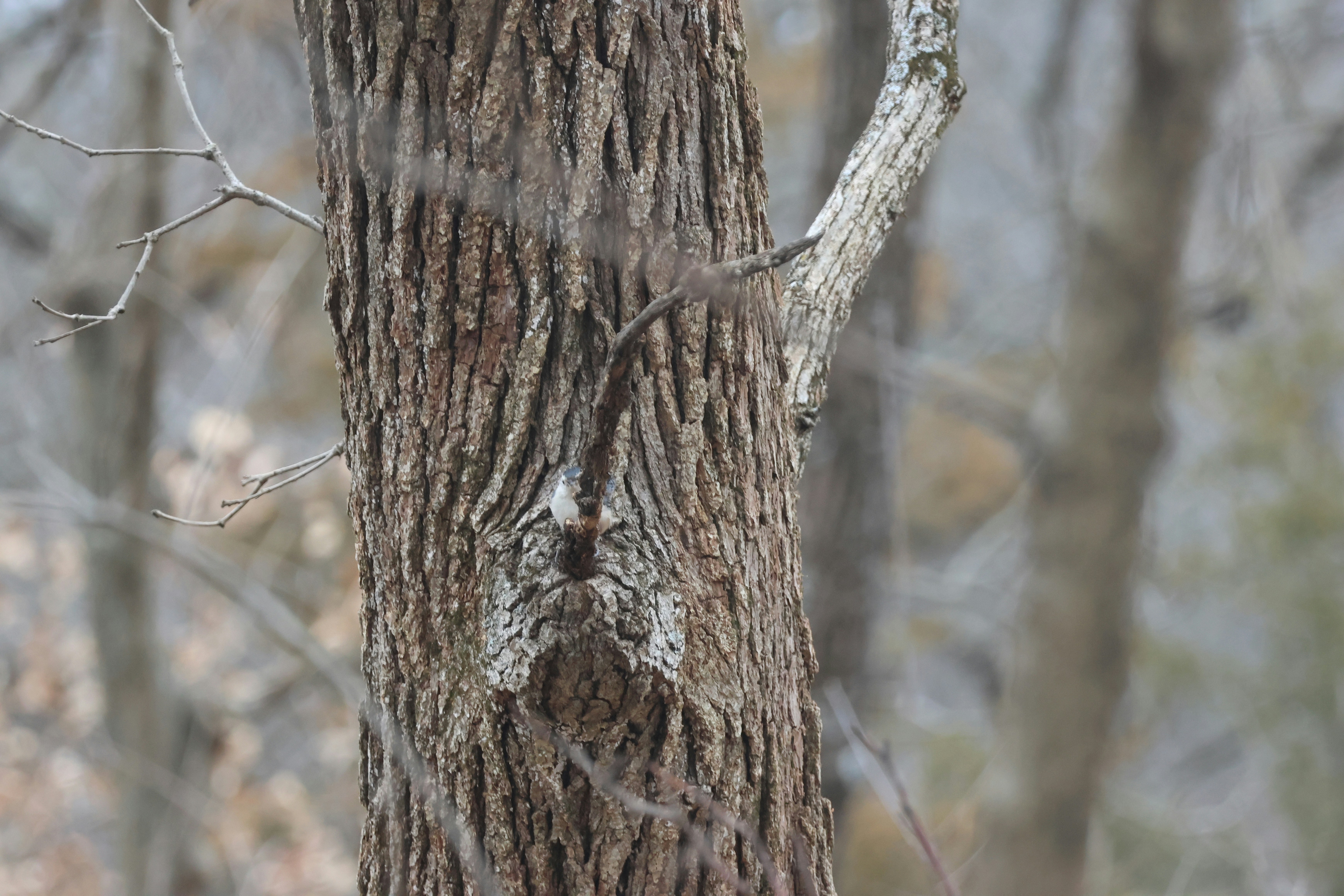 Photo by cornthechicken