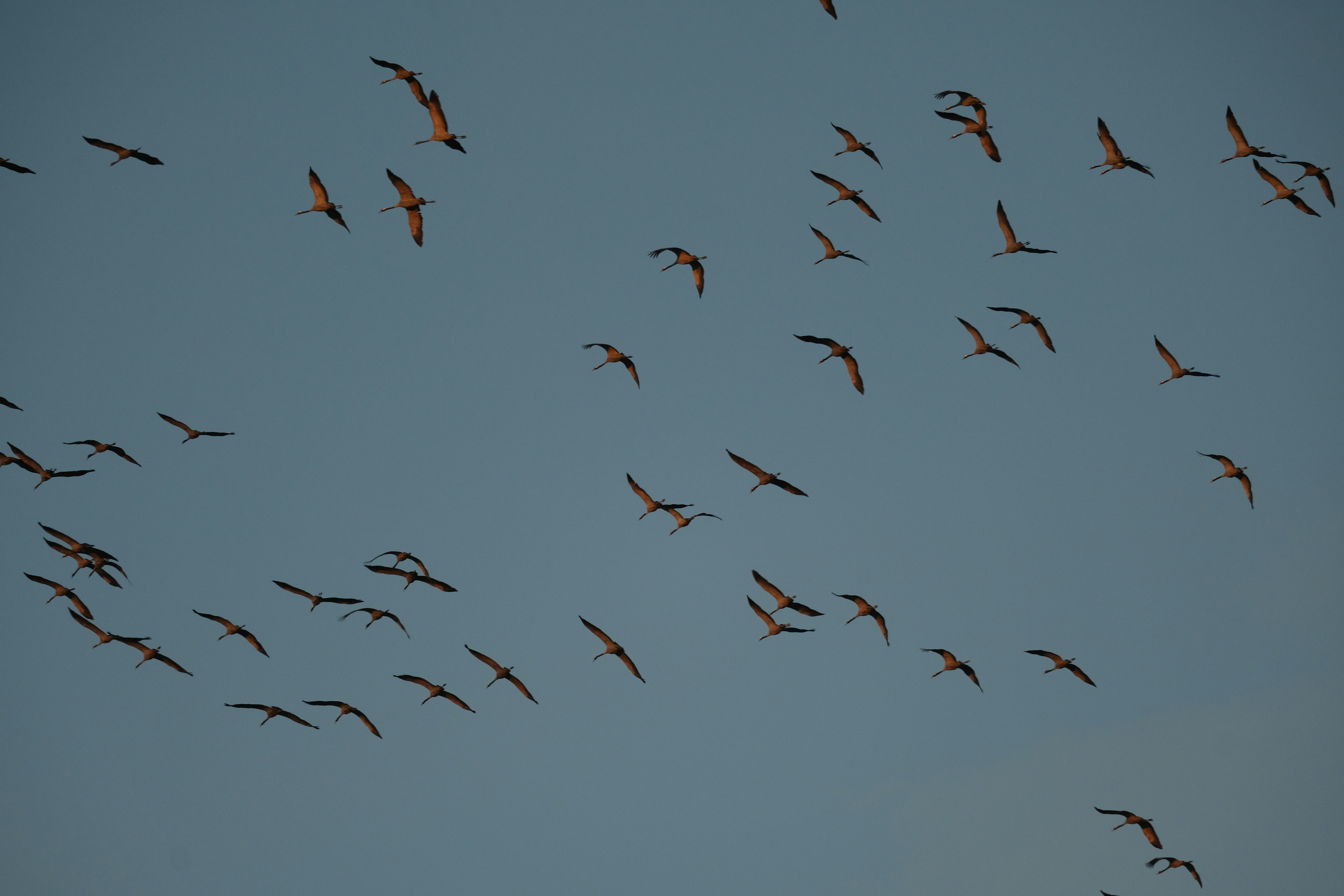 Ein Vogelschwarm fliegt gegen einen klaren Himmel