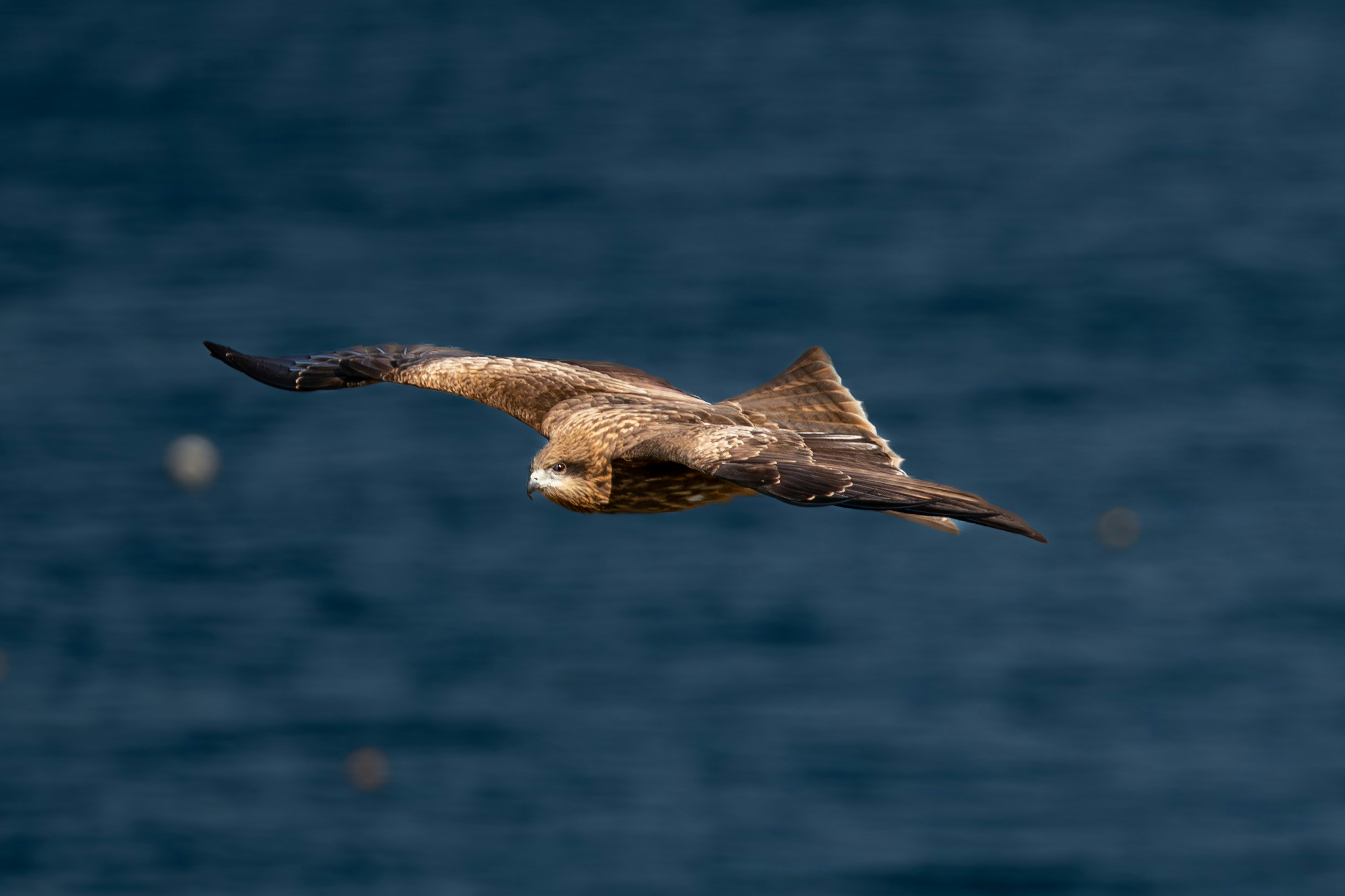 Photo by carolgauthier