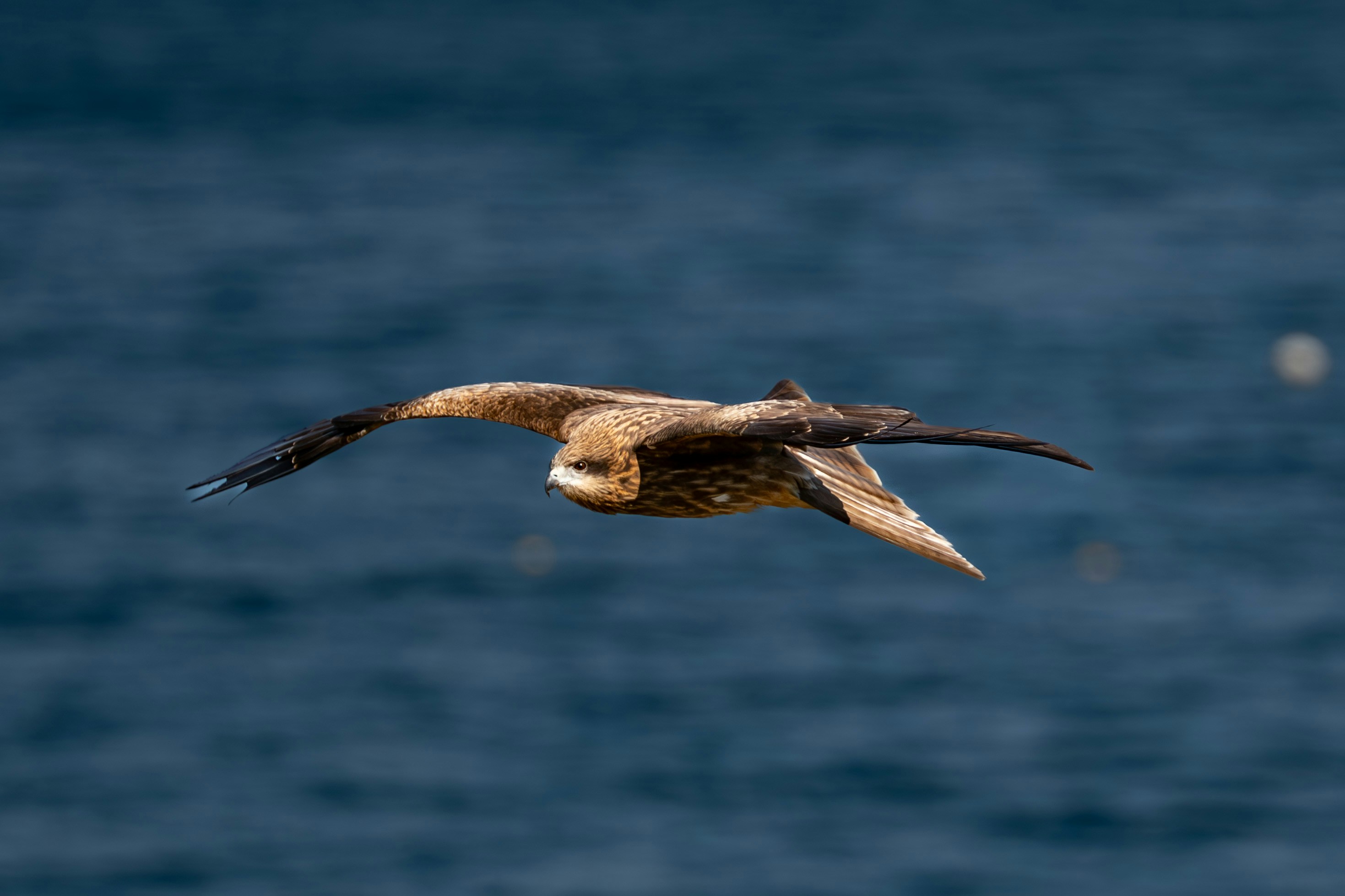 Photo by carolgauthier