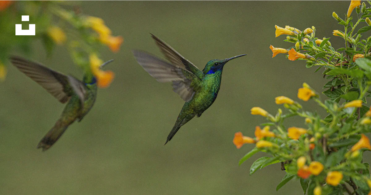 Multiple Hummingbirds Flying Two hummingbirds flying near orange flowers photo – Free Flower Image ...