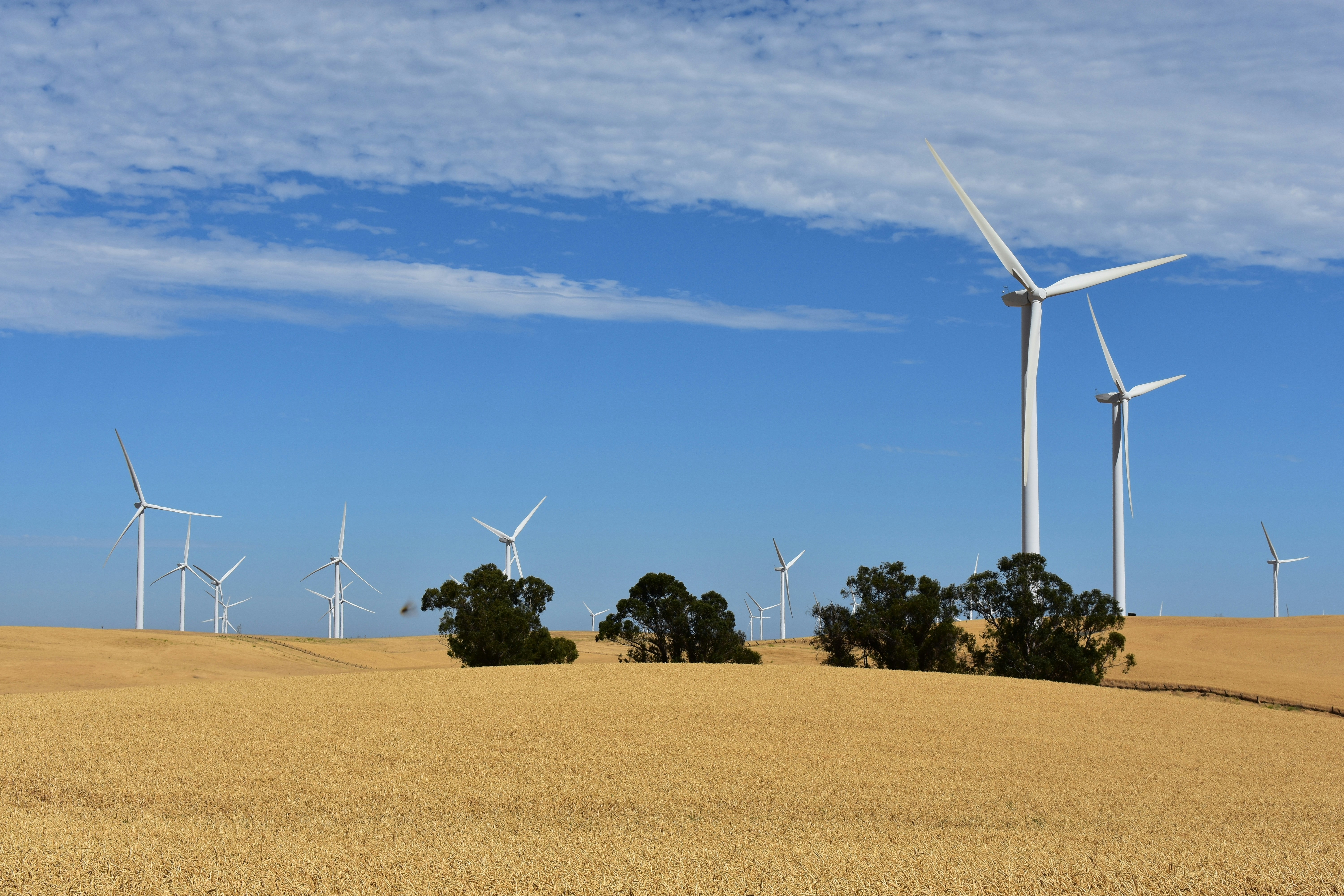 Wind turbines in a golden field under a blue sky